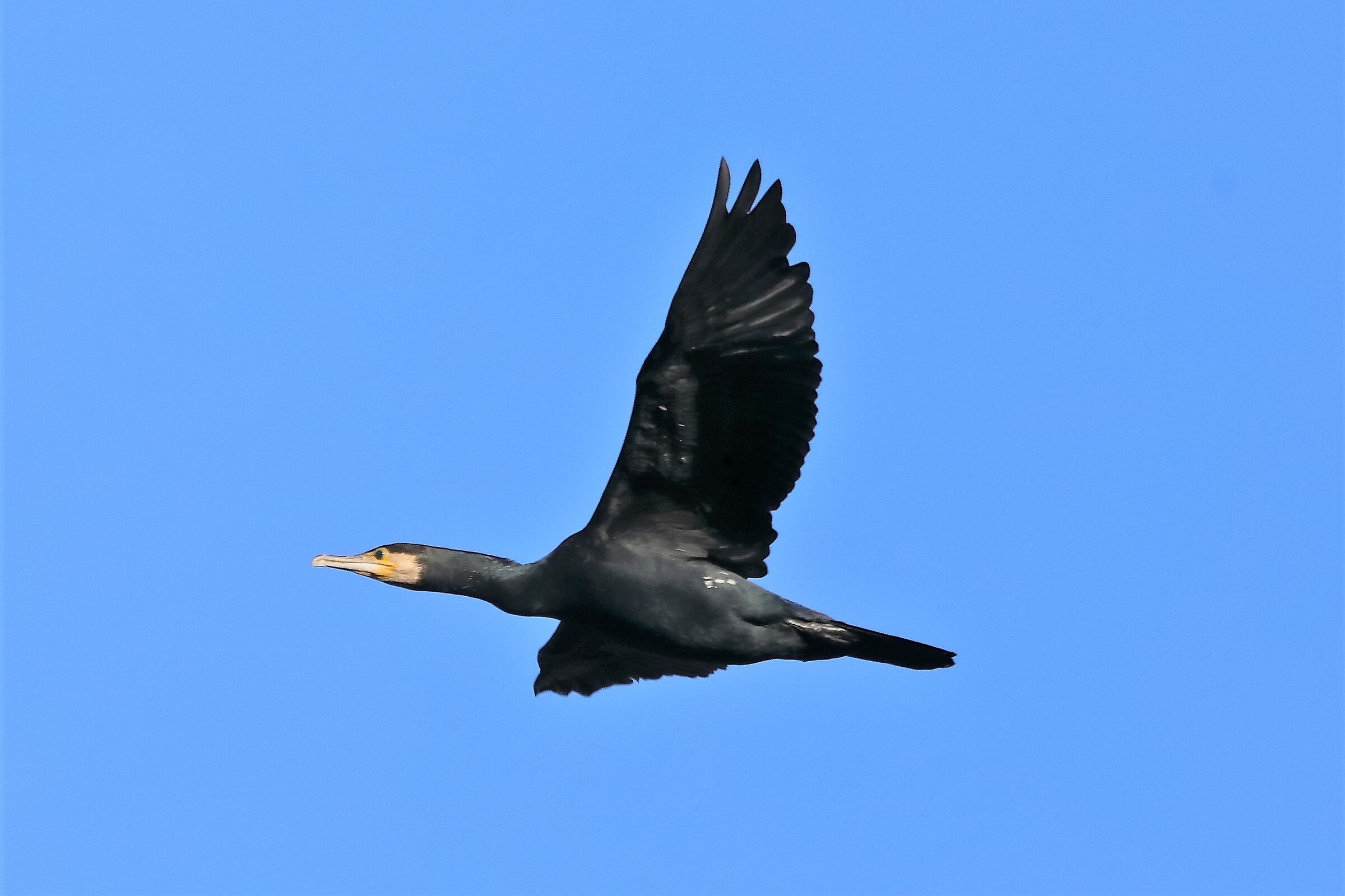 Cormorano 06-12-2022