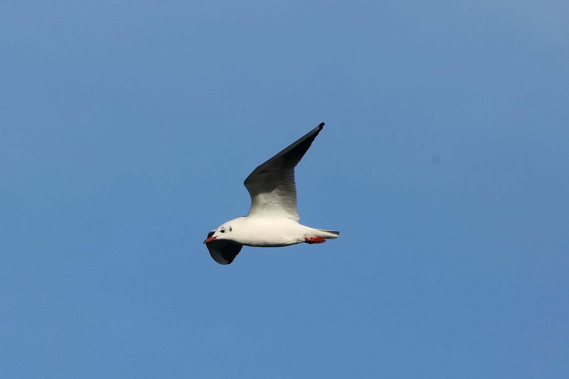 Gabbiano comune 06-12-2022