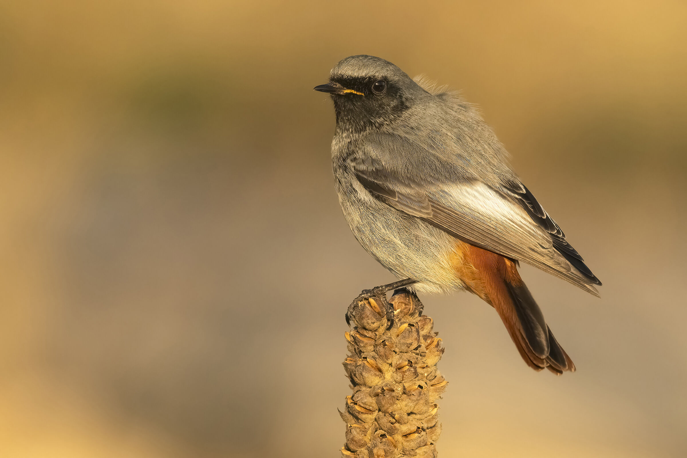 Codirosso spazzacamino