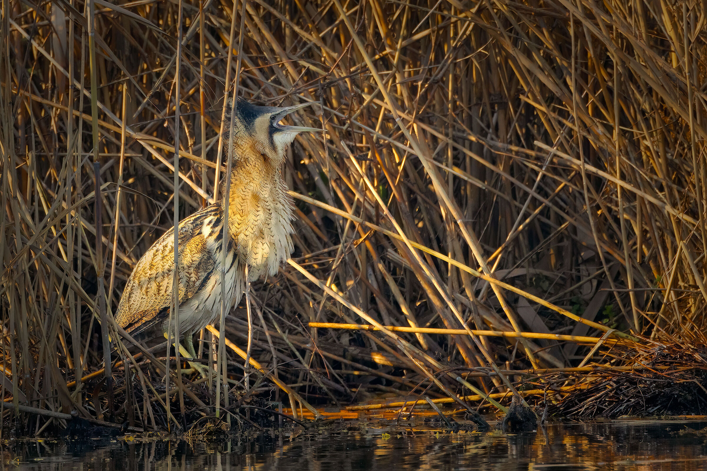 Incontri nel Parco del Mincio (mn)