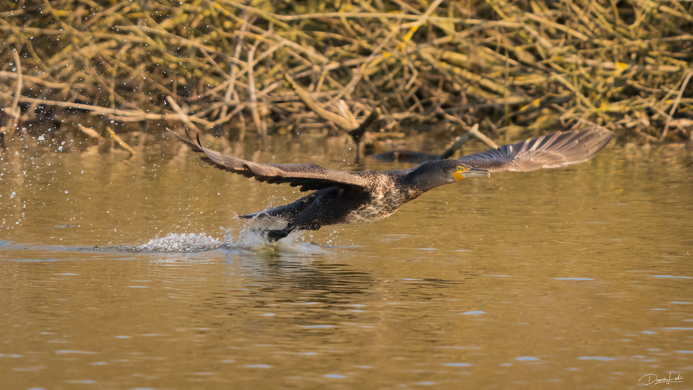 Cormorant