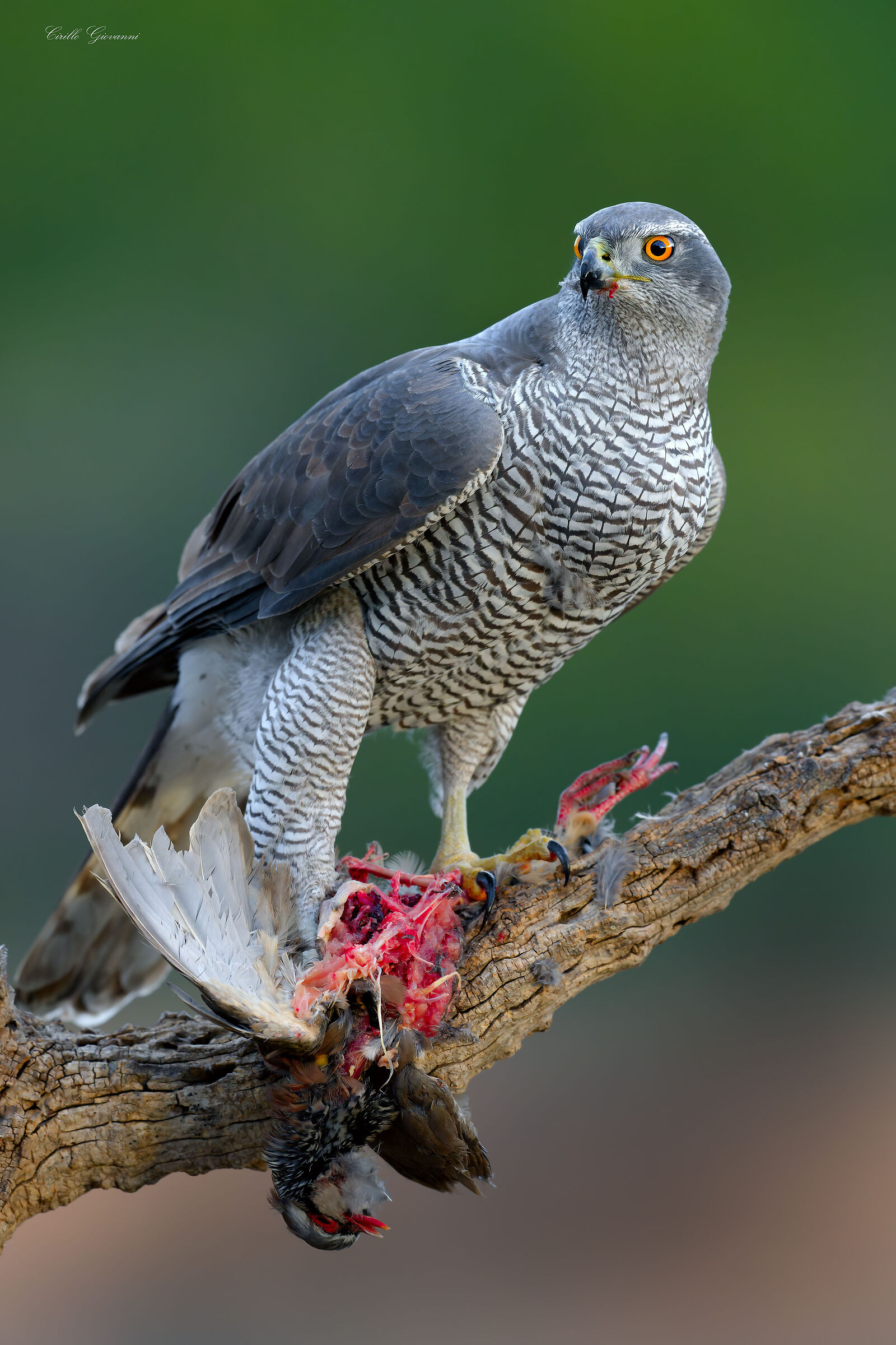 GOSHAWK
