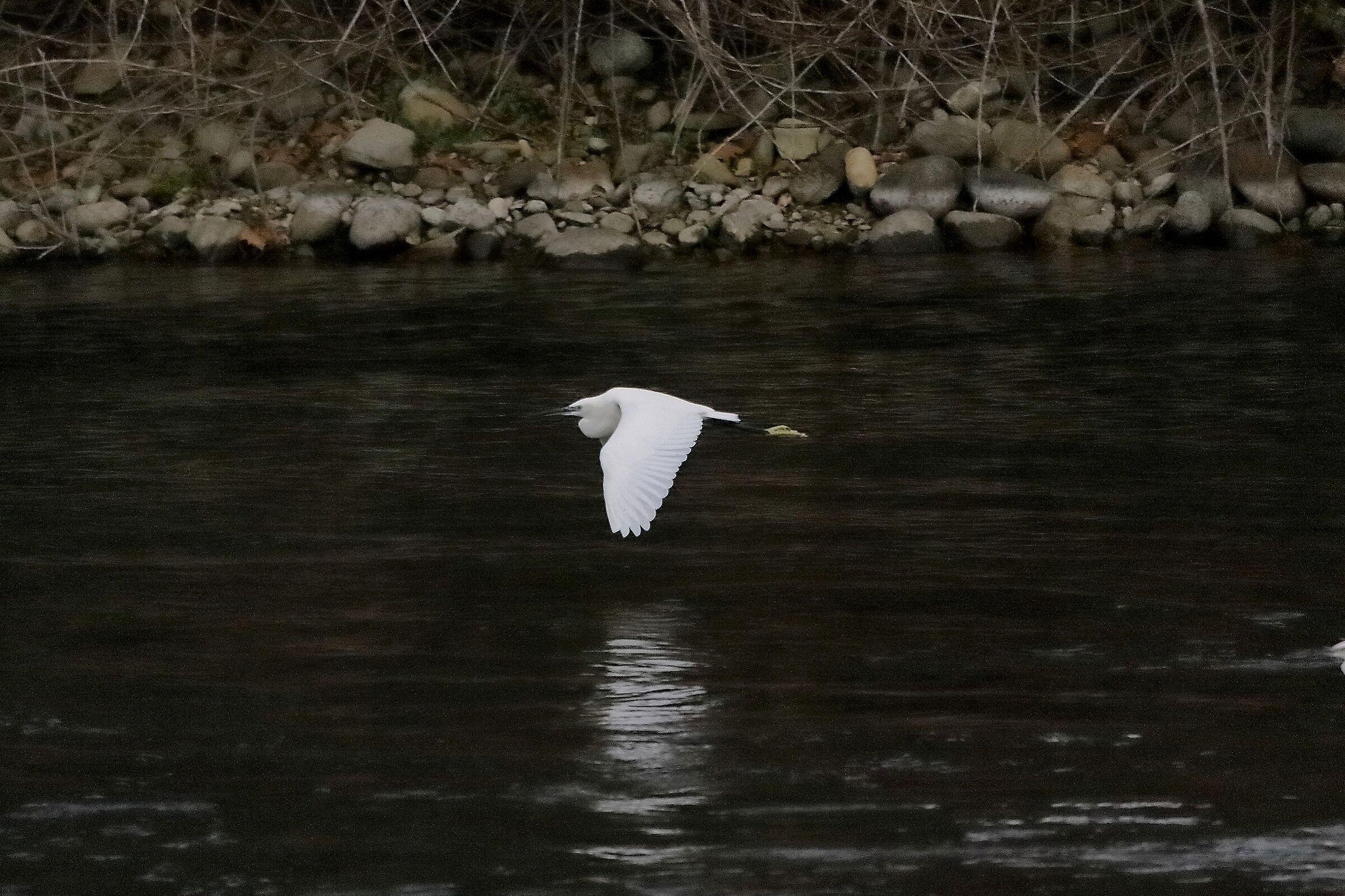 garzetta 12 novembre 2022