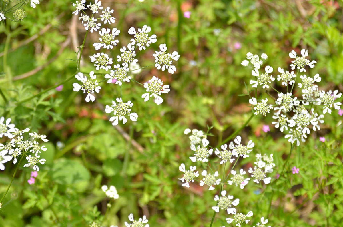 Presso il parco Gola della Rossa