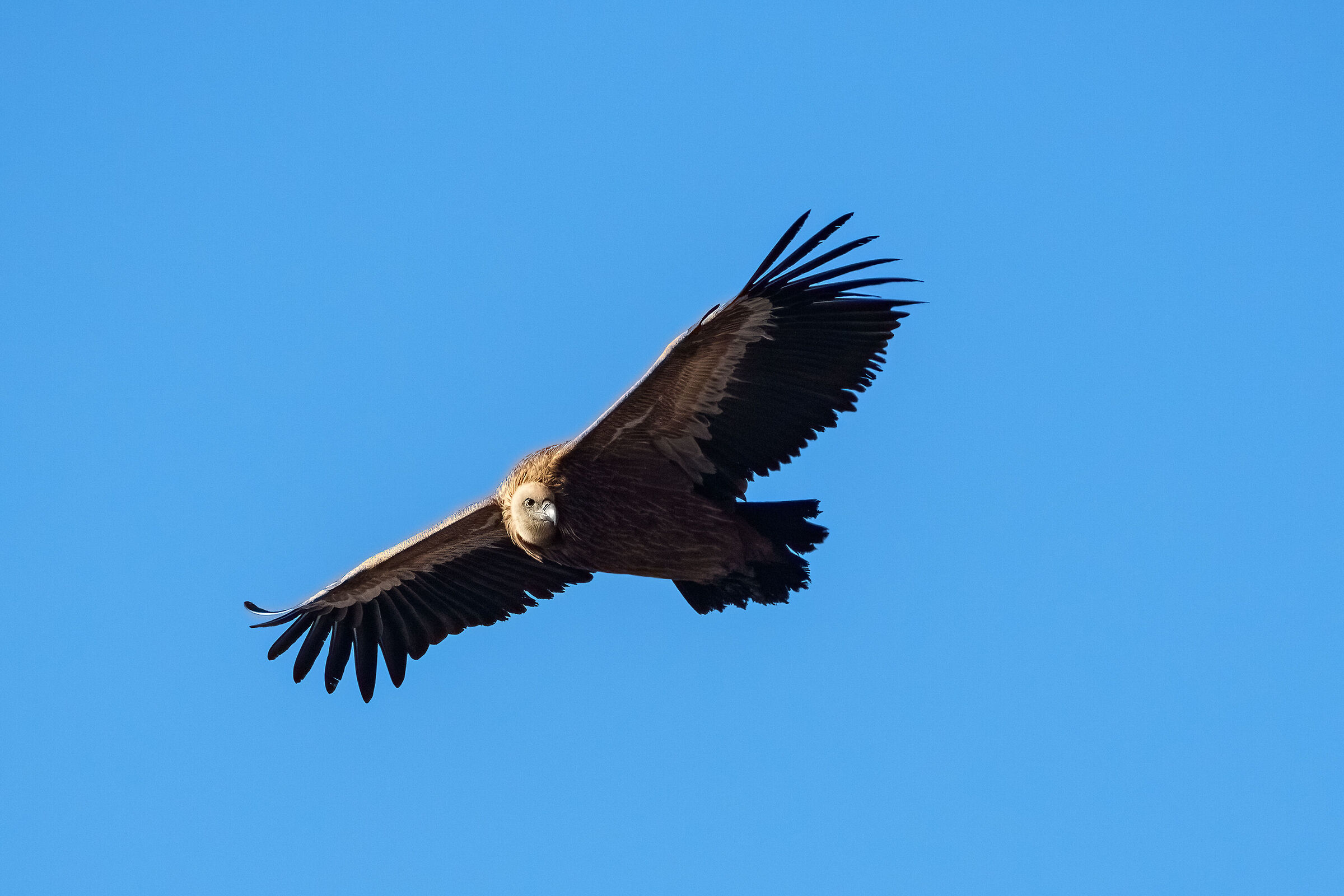 Griffon in flight 2023