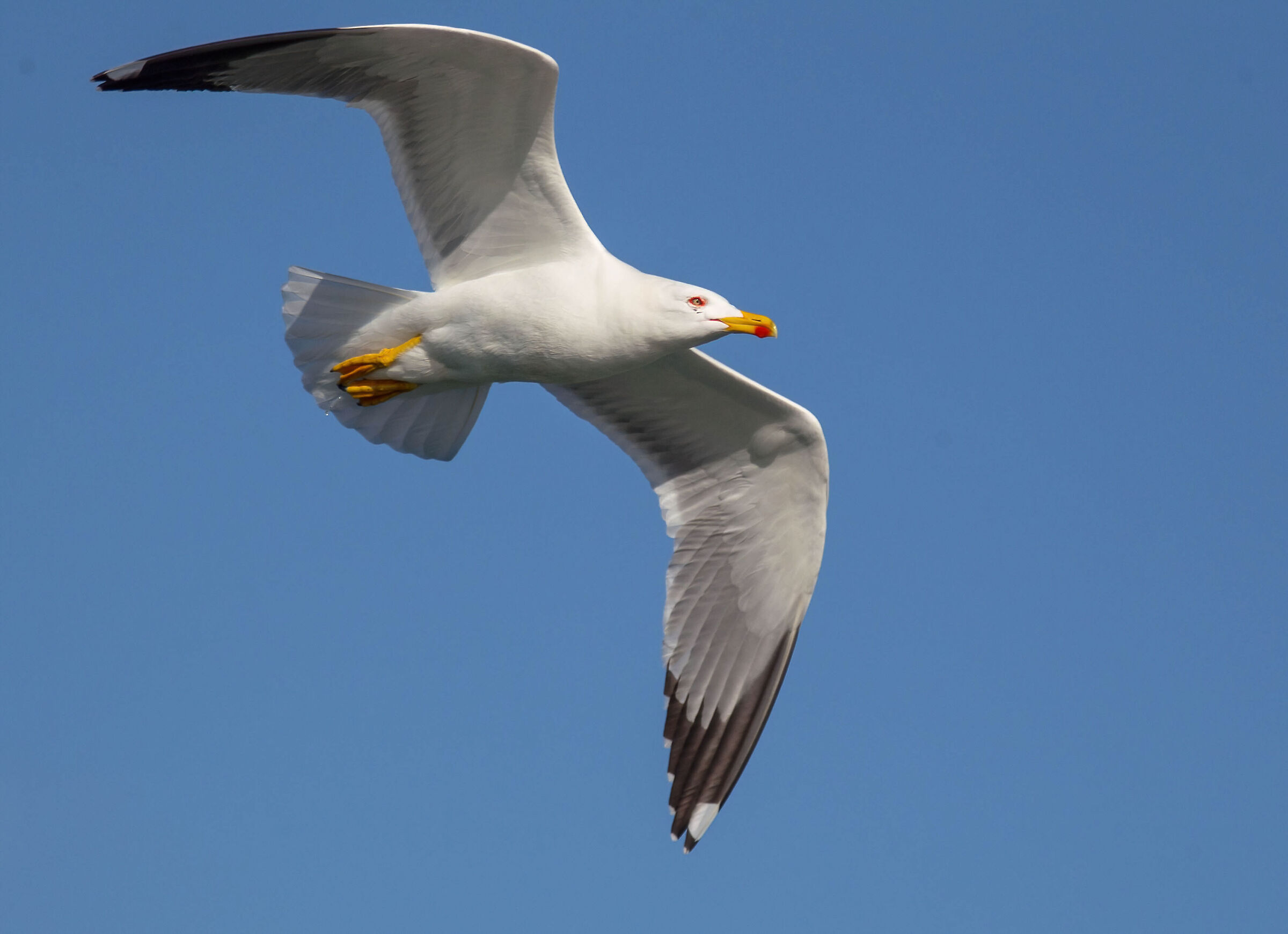 Other seagull