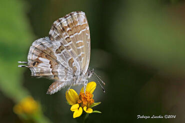 Cacyreus marshalli