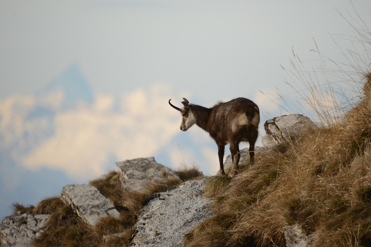 suede with Matterhorn in the background