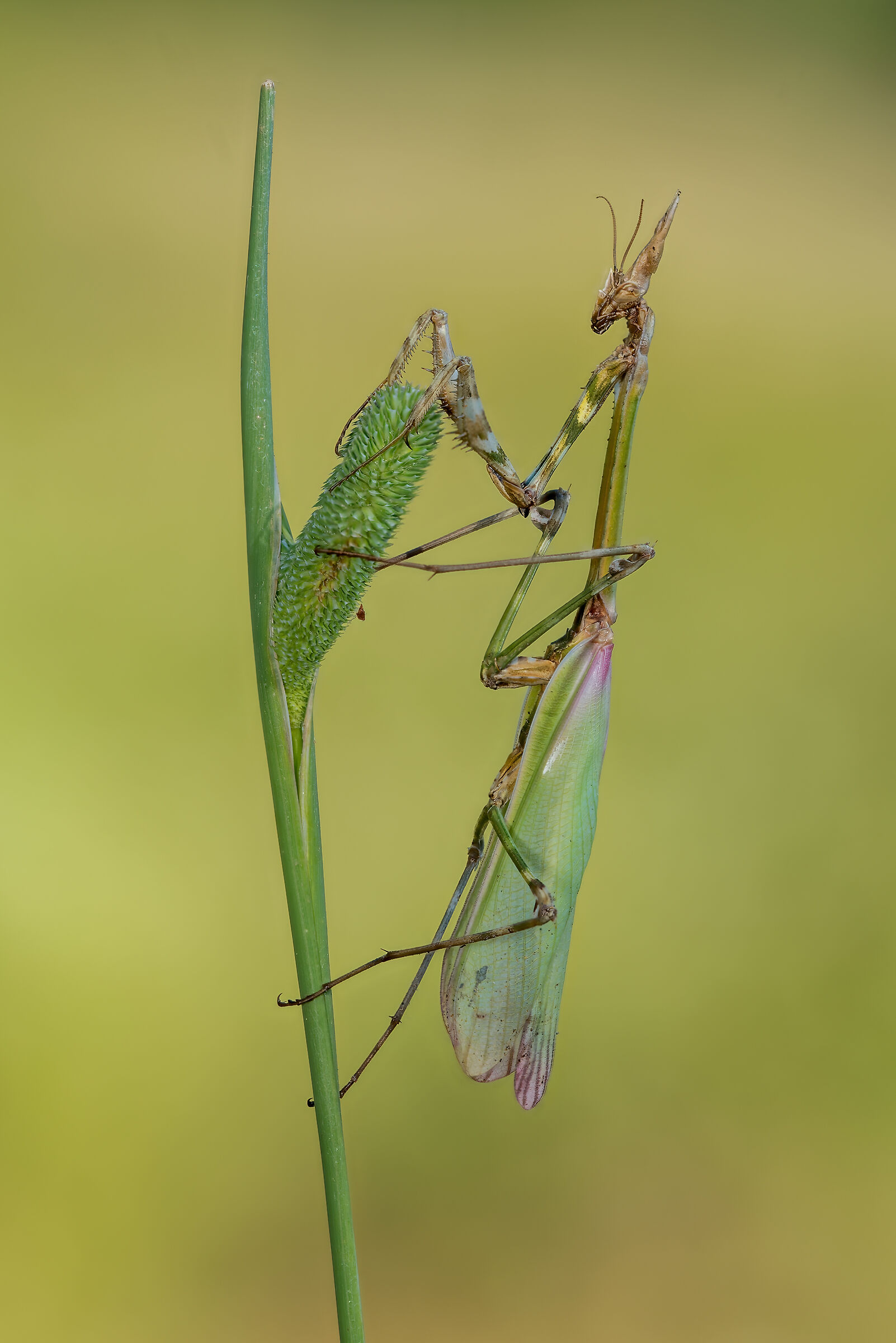 Empusa pennata (Female)
