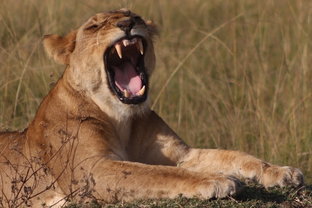 Lion - Masai Mara
