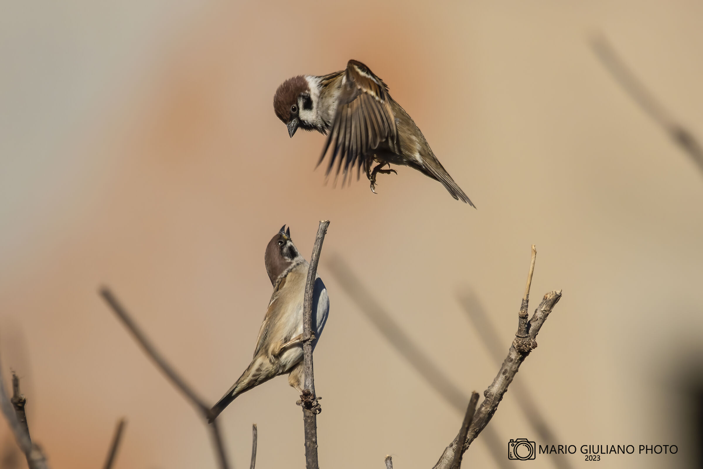 Tree sparrow
