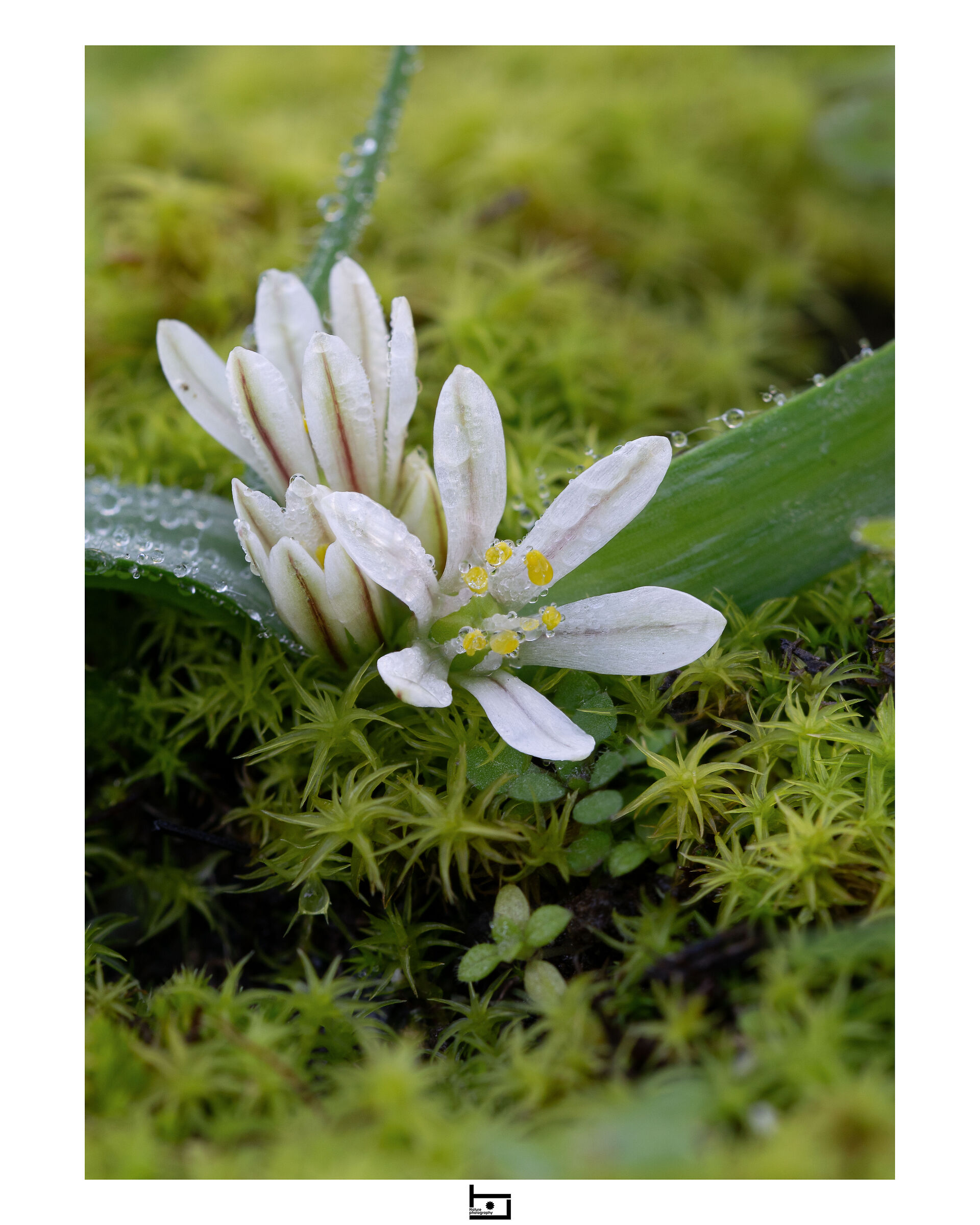 Allium chamaemoly