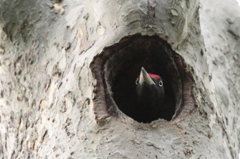 Black Woodpecker