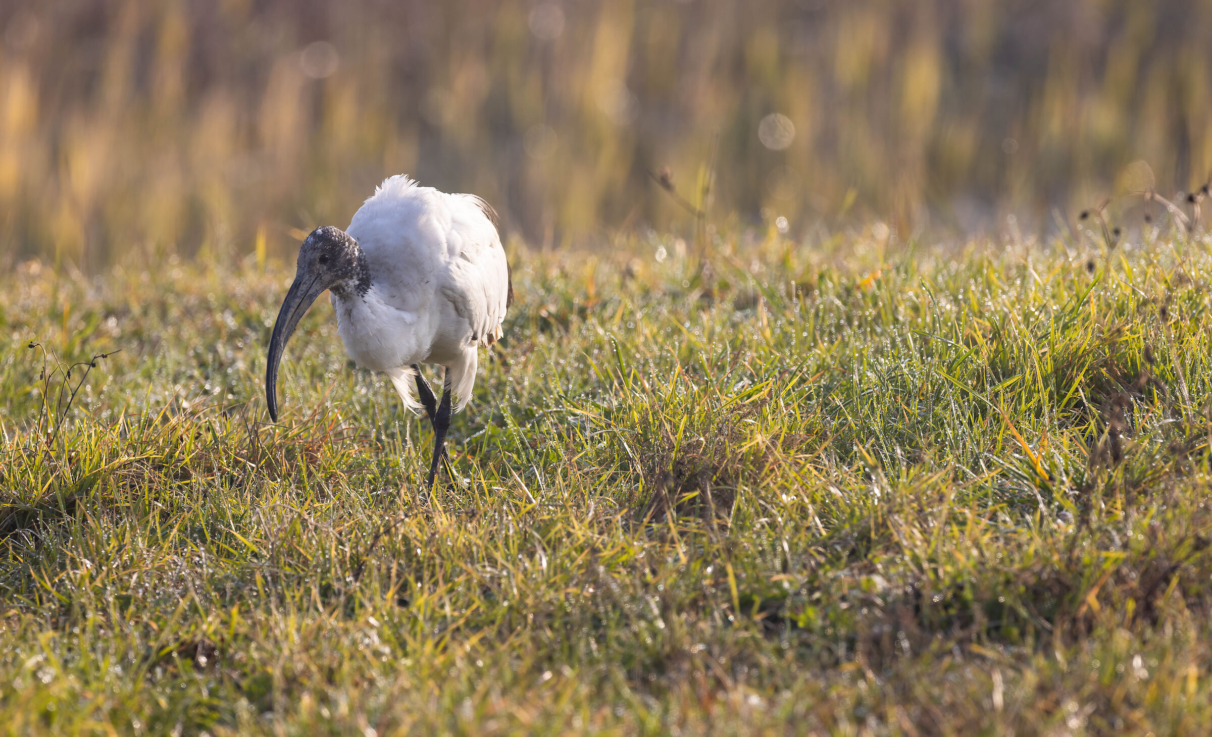 Ibis sacro a colazione