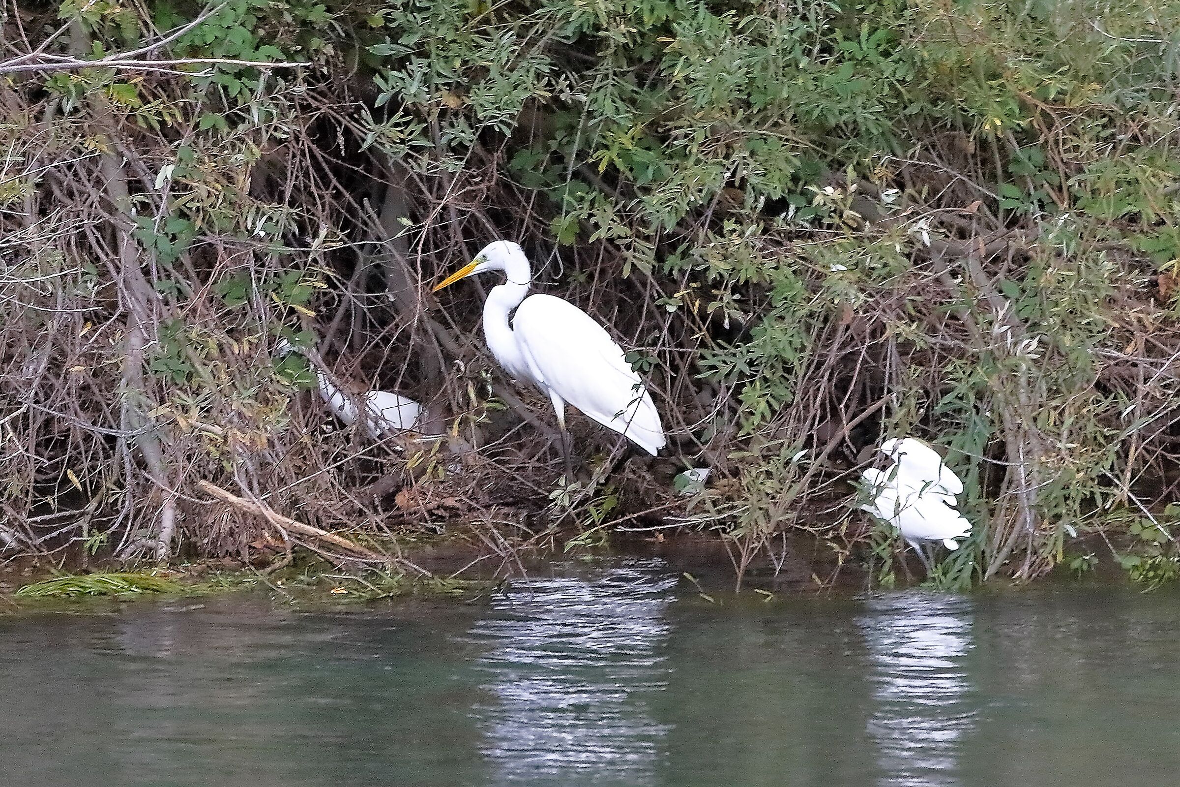 airone BM 12 novembre 2022