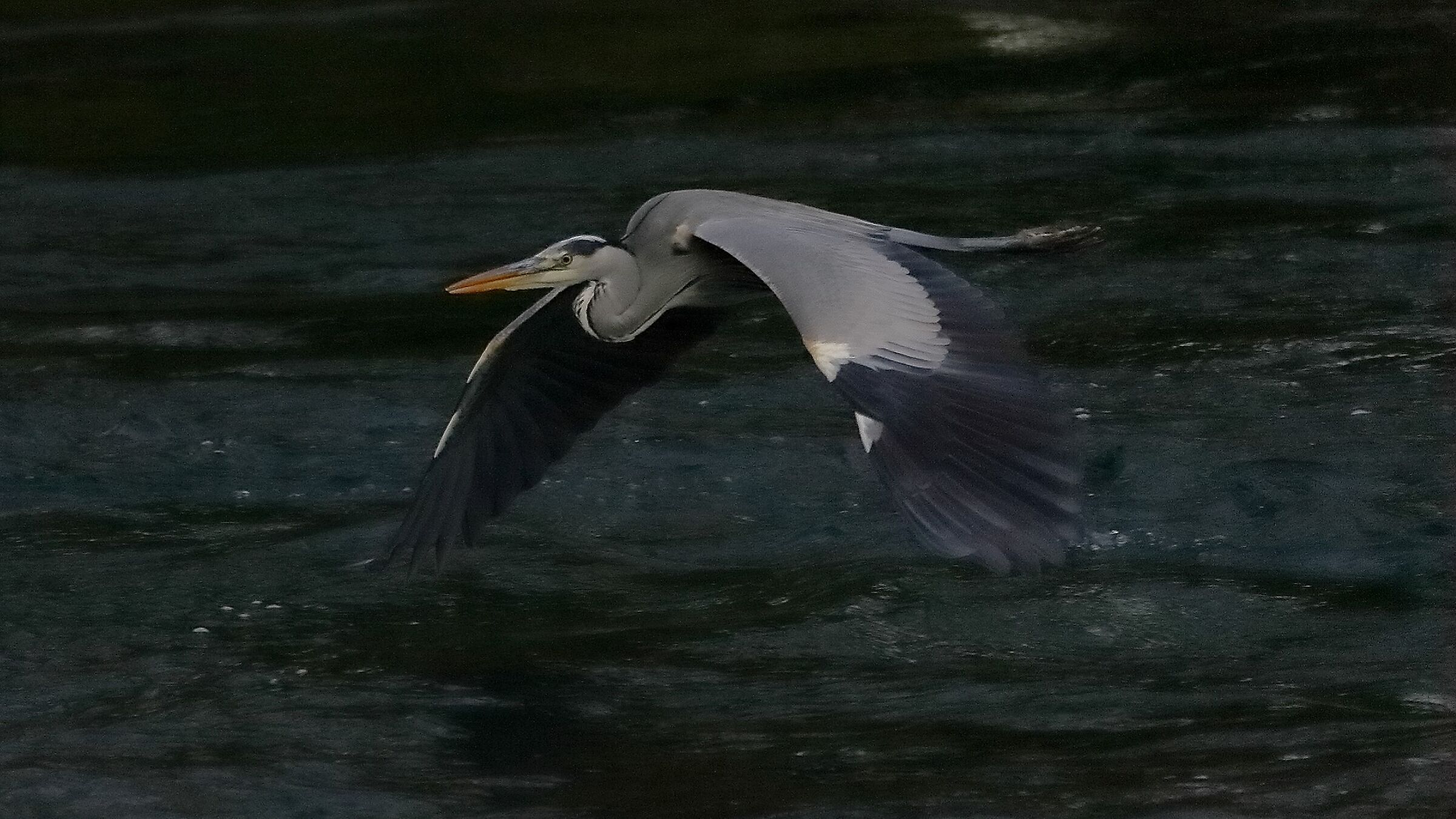 Cenerino 12 novembre 2022