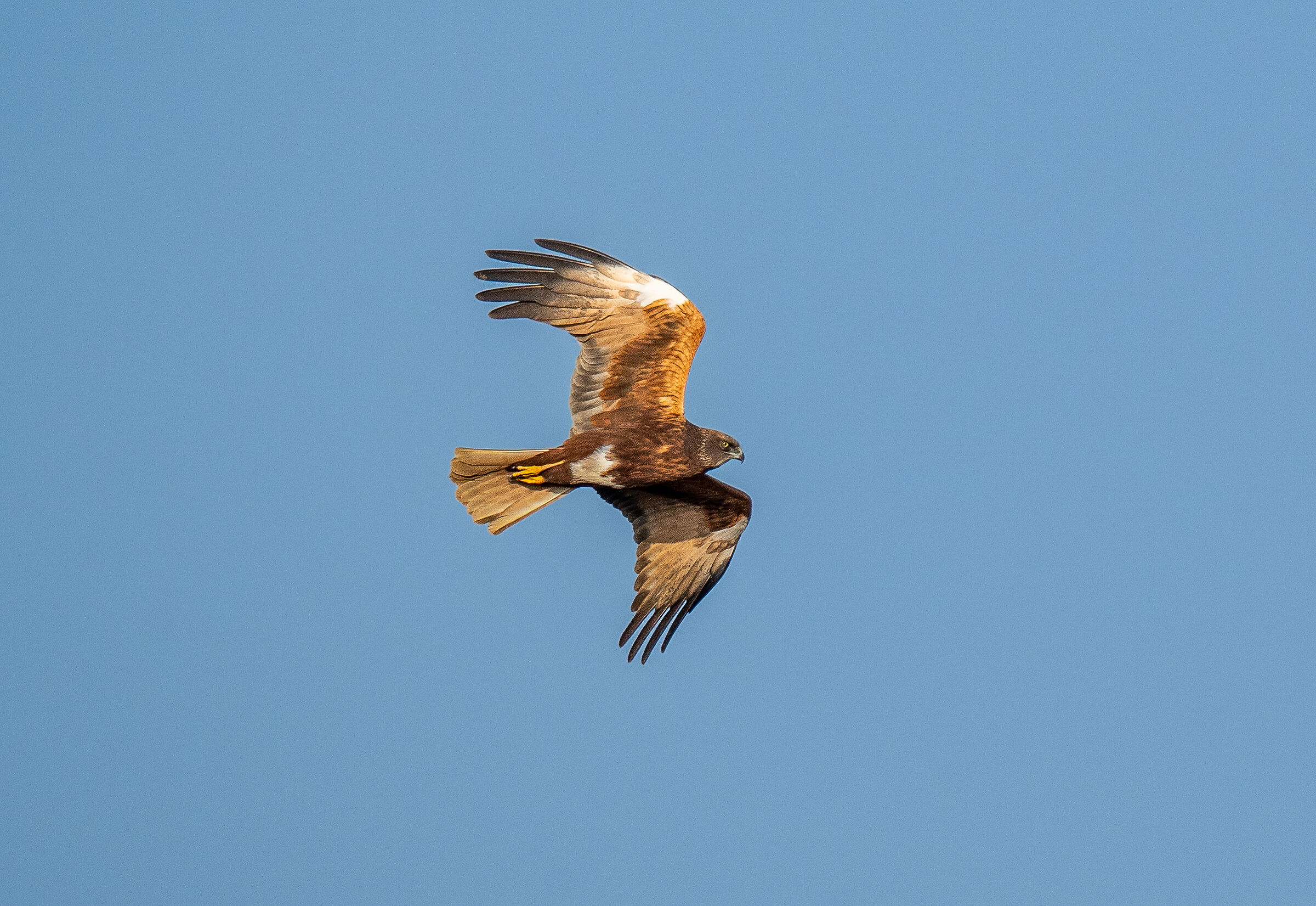 marsh harrier