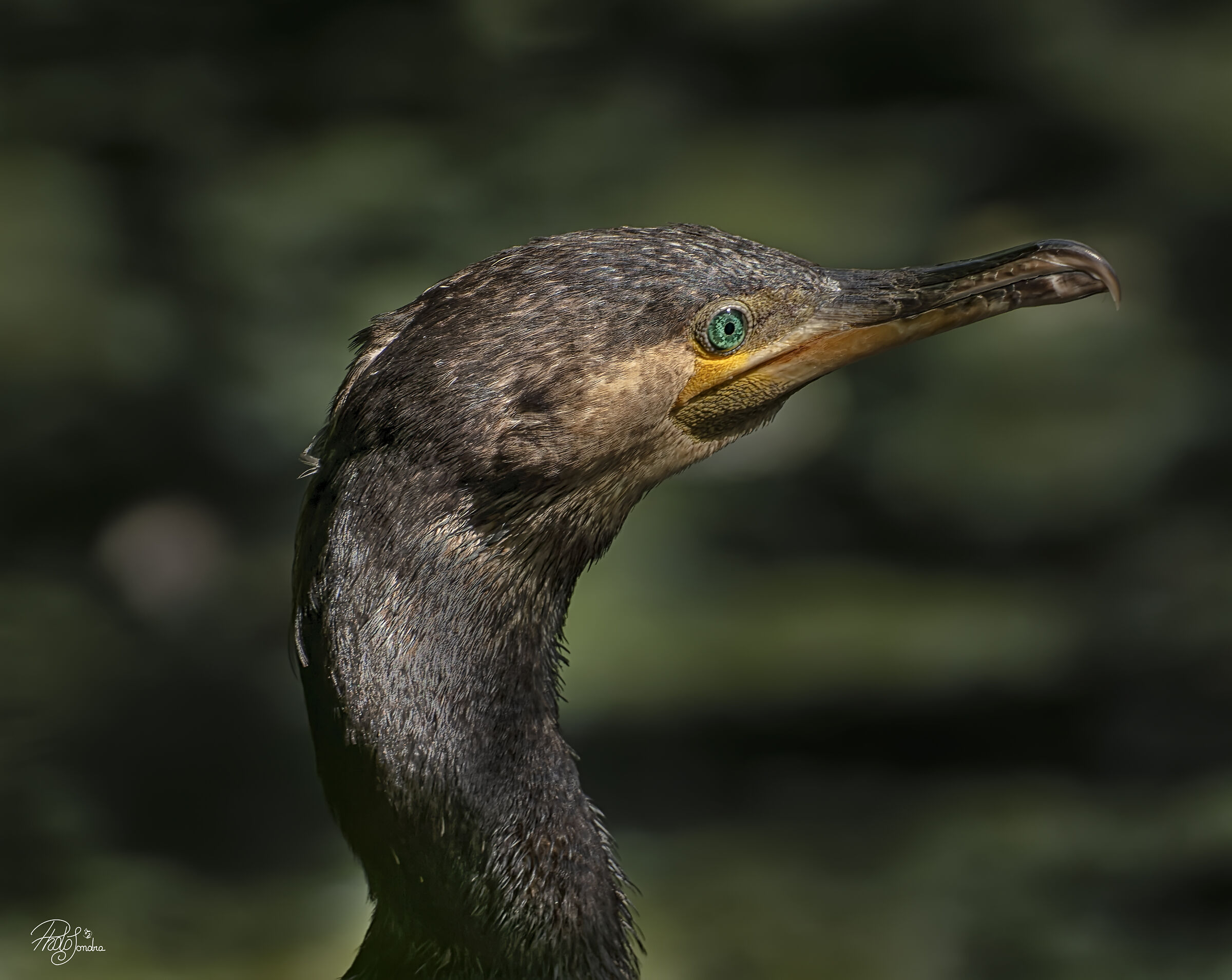 cormorant