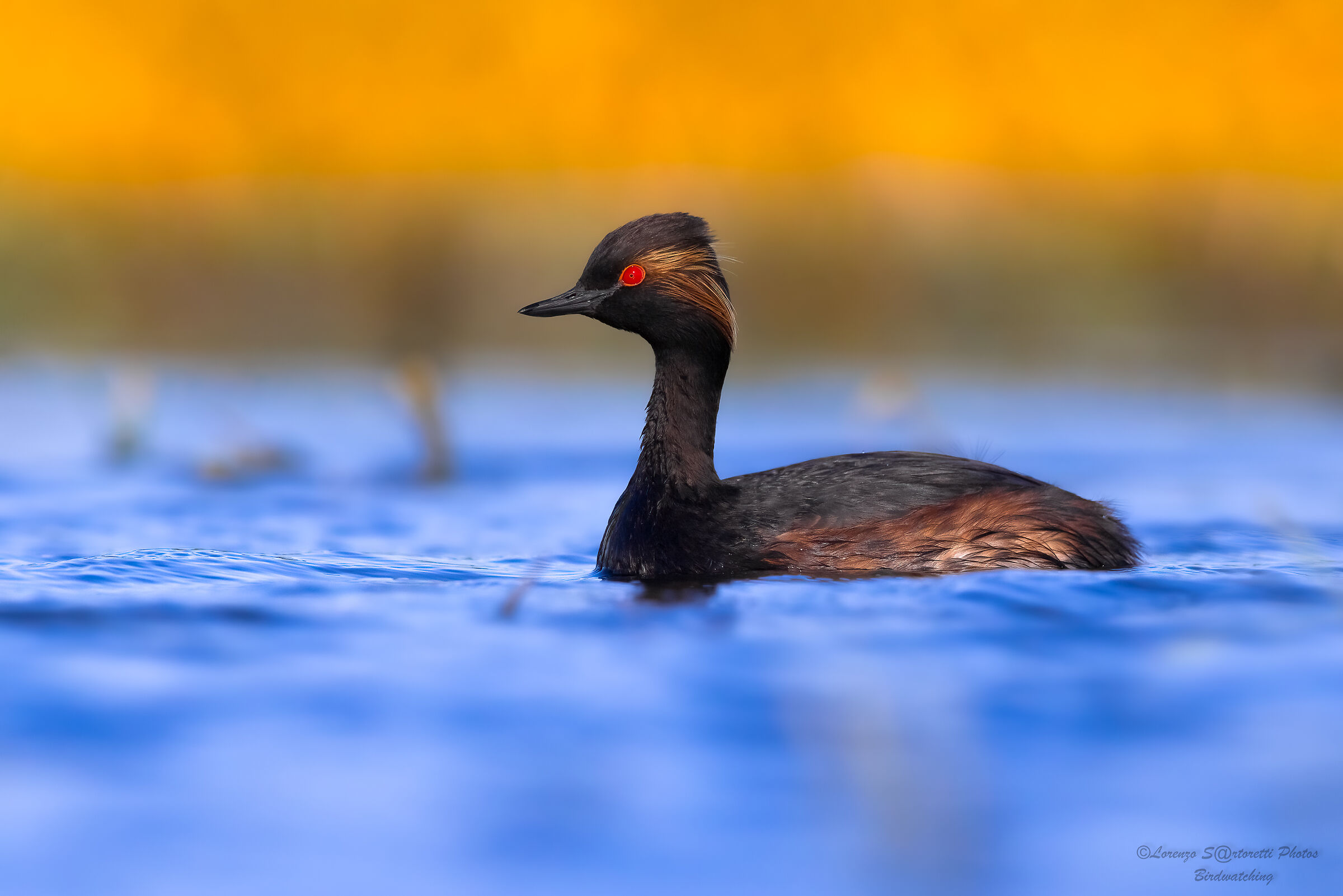 Black-necked grebe
