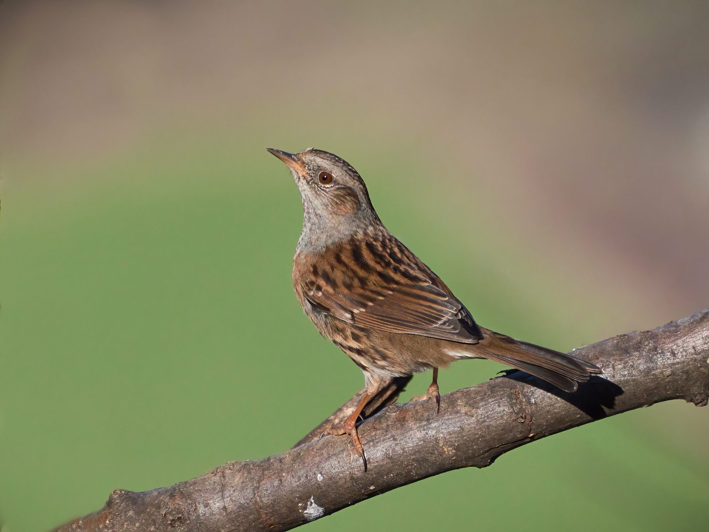 Dunnock