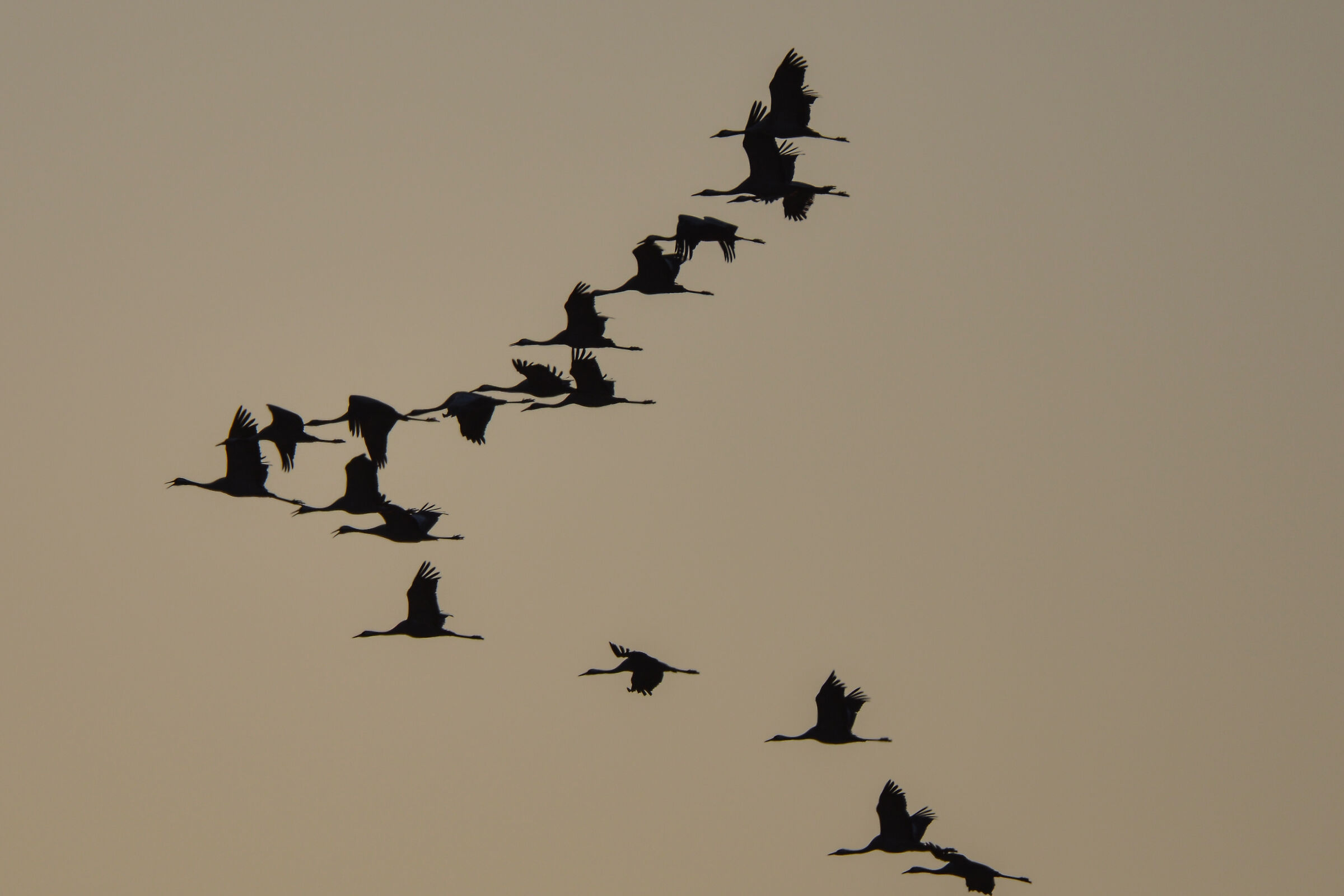 CRANE