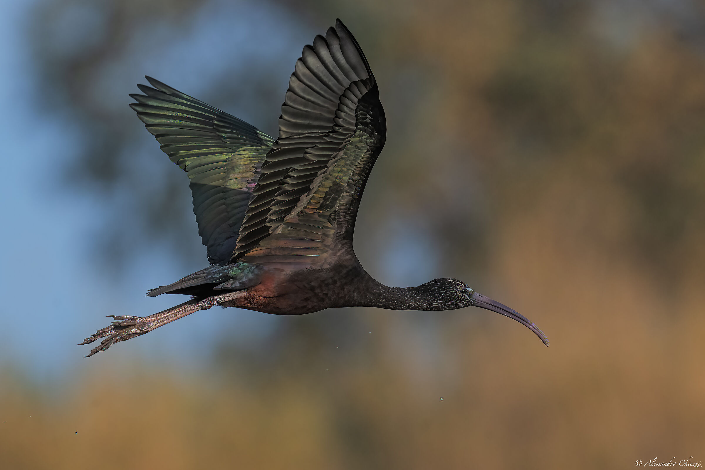 The flight of the glossy