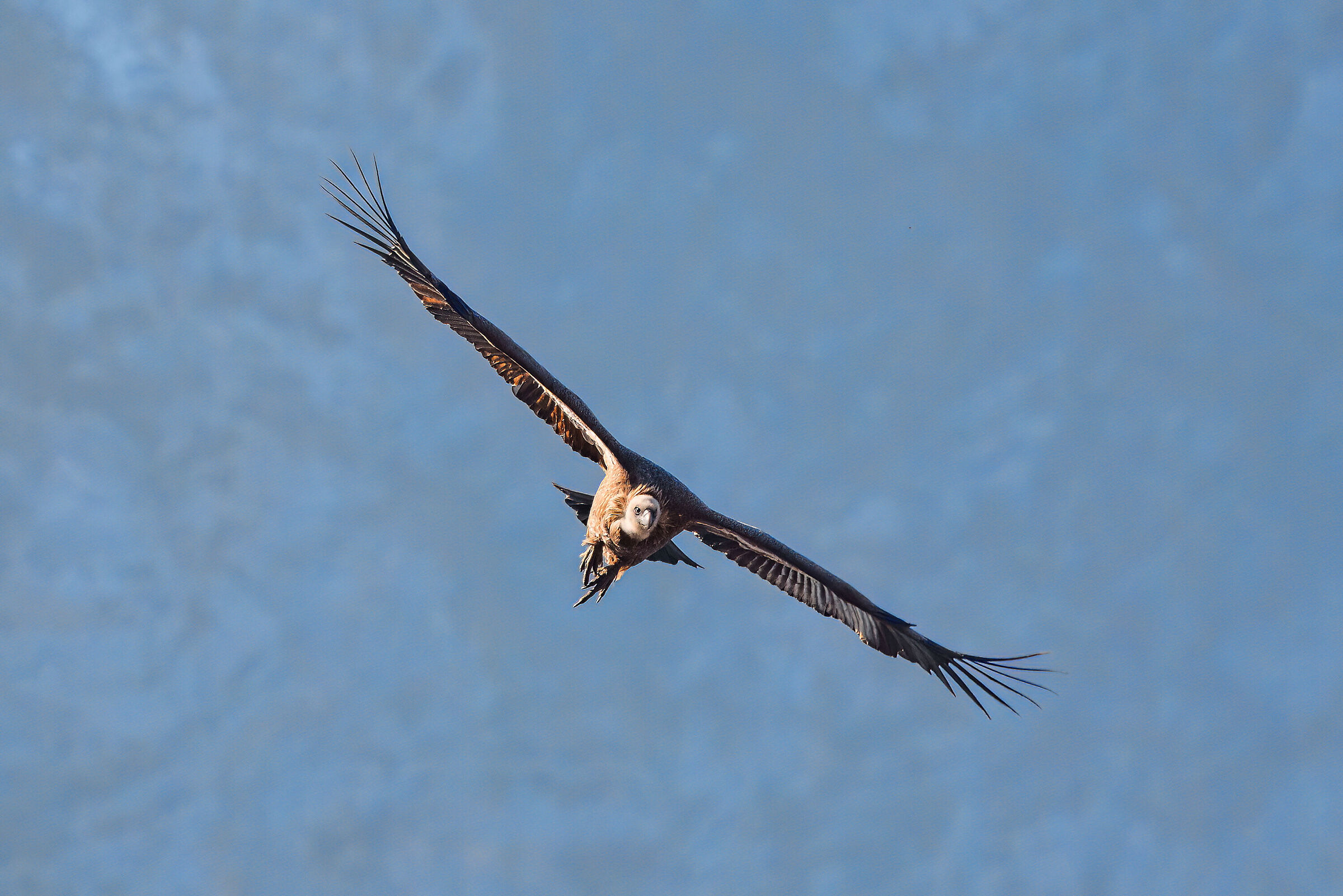 Griffon in flight 2023