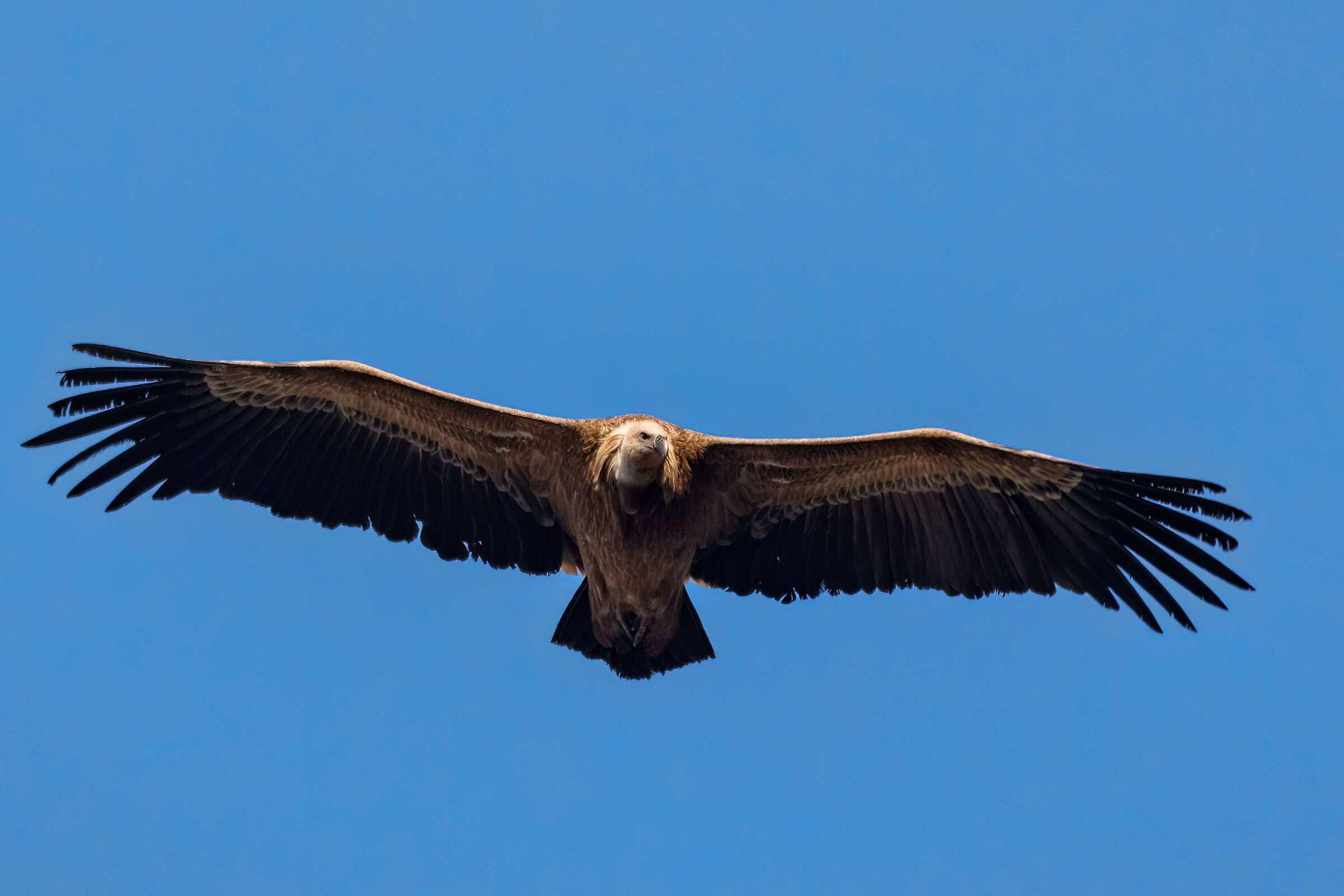 Griffon in flight 2023