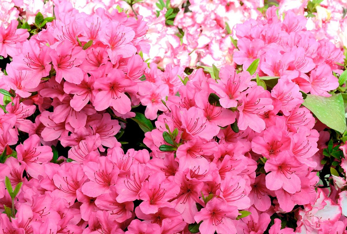 Pink Flowers