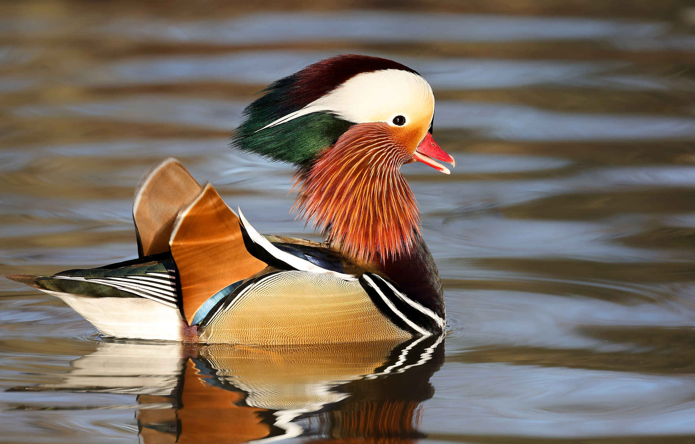 " Male Mandarin Duck... Living rainbow..."
