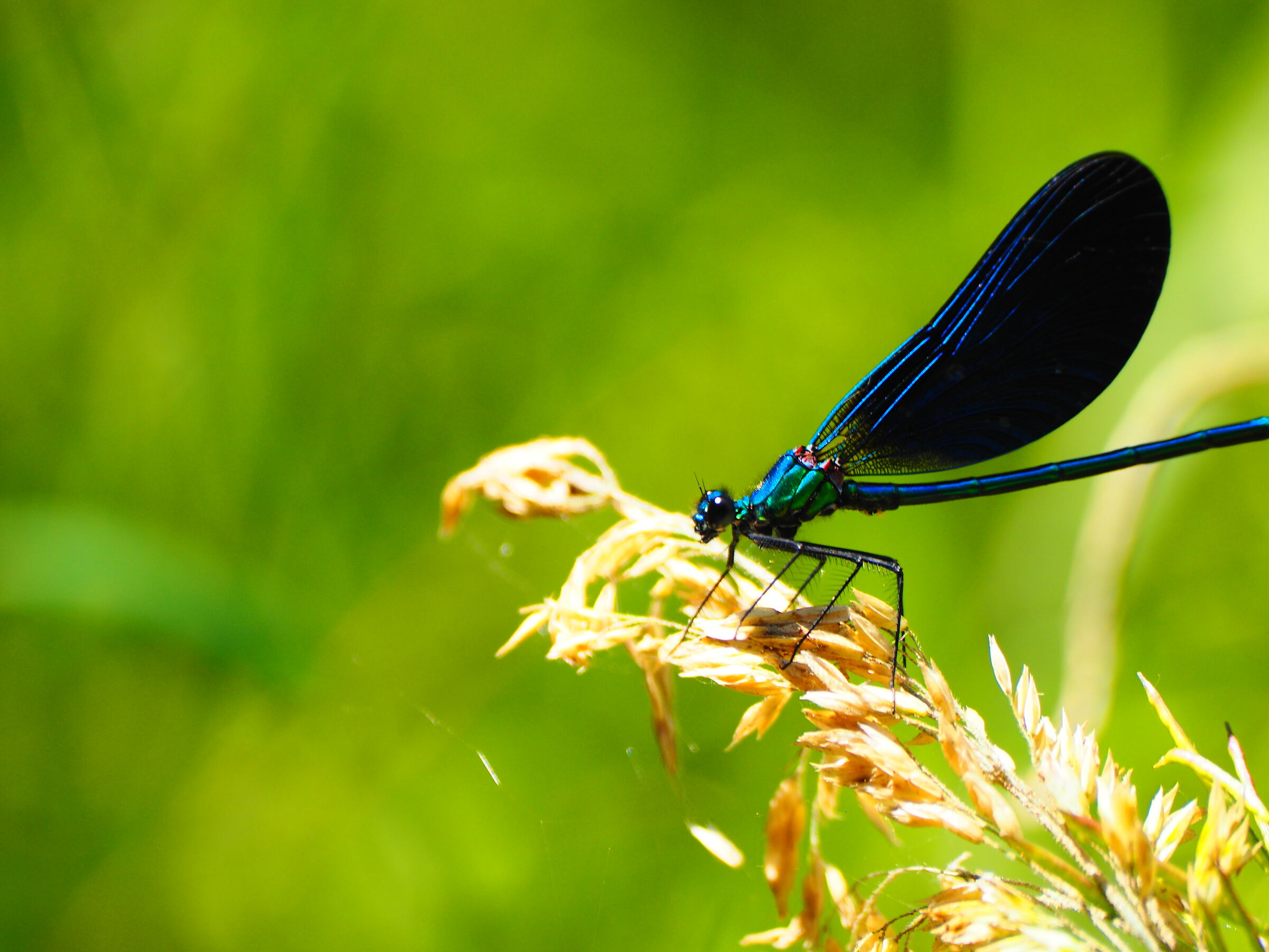 "SU UN filo DI PAGLIA"