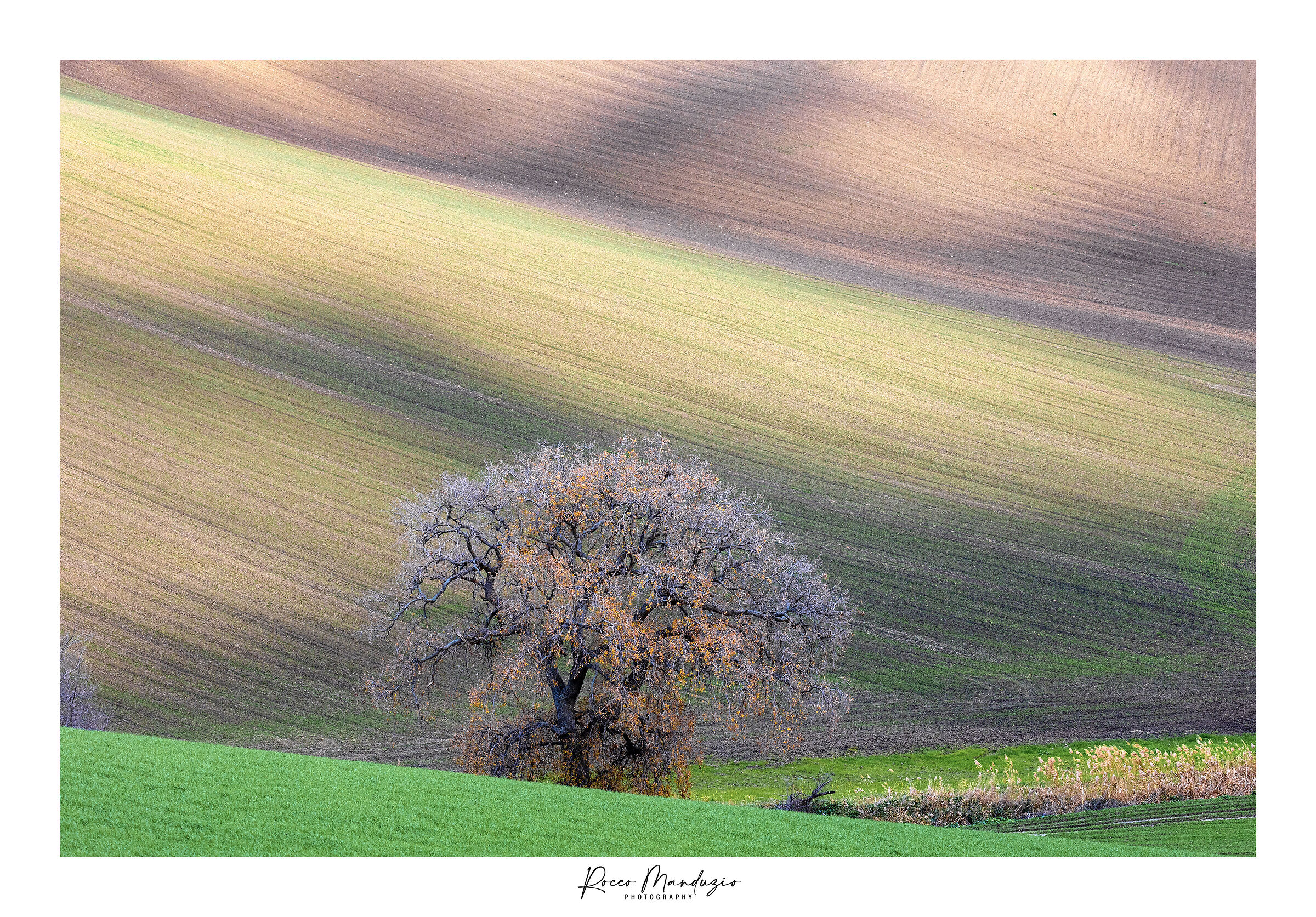La quercia