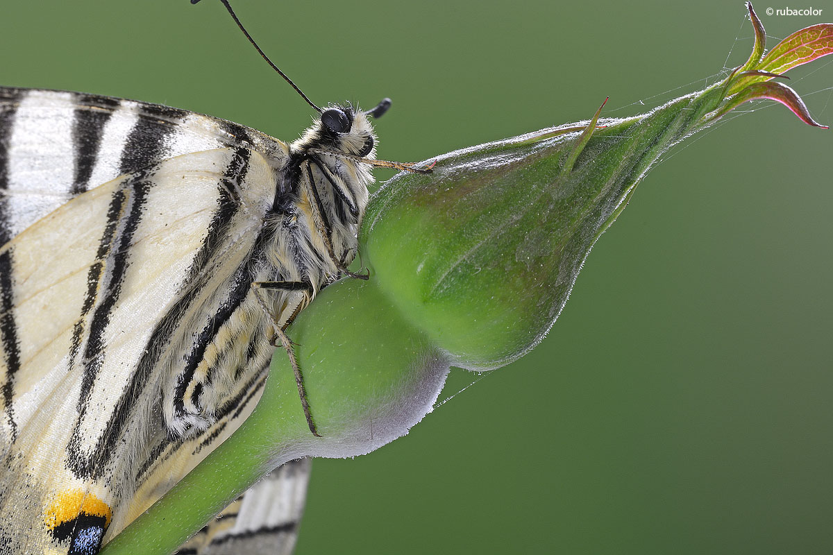 First macro with the 7100