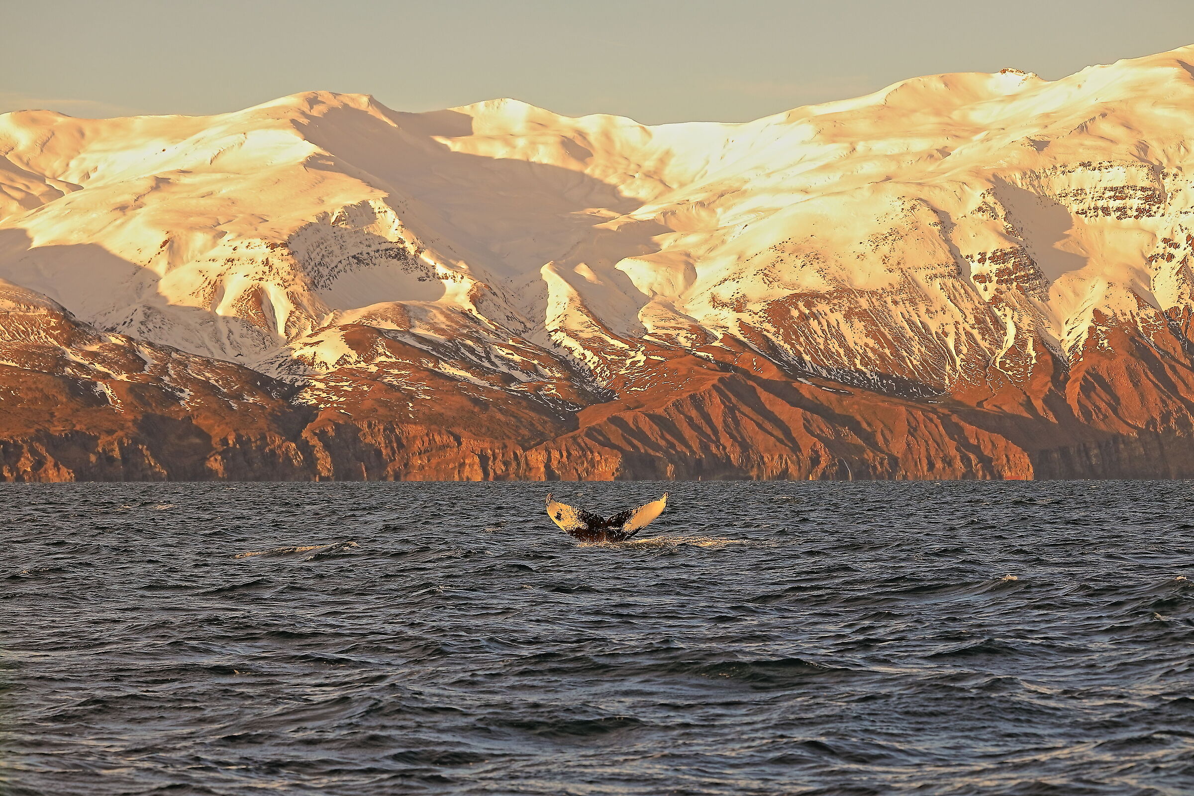 Megattera a Husavik