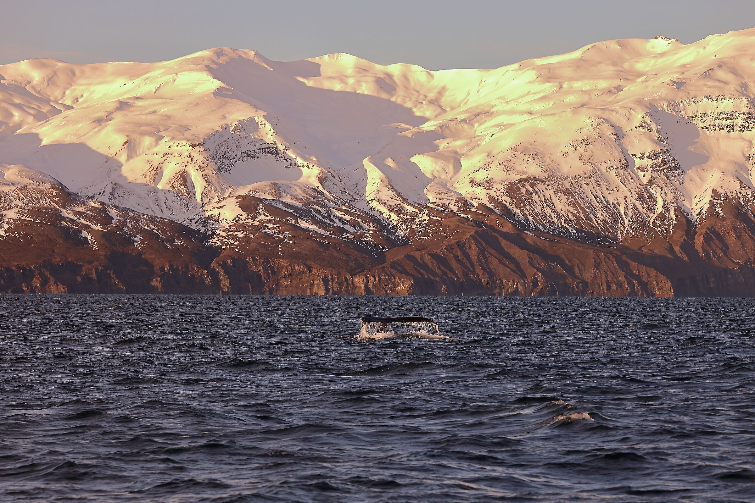 Megattera a Husavik
