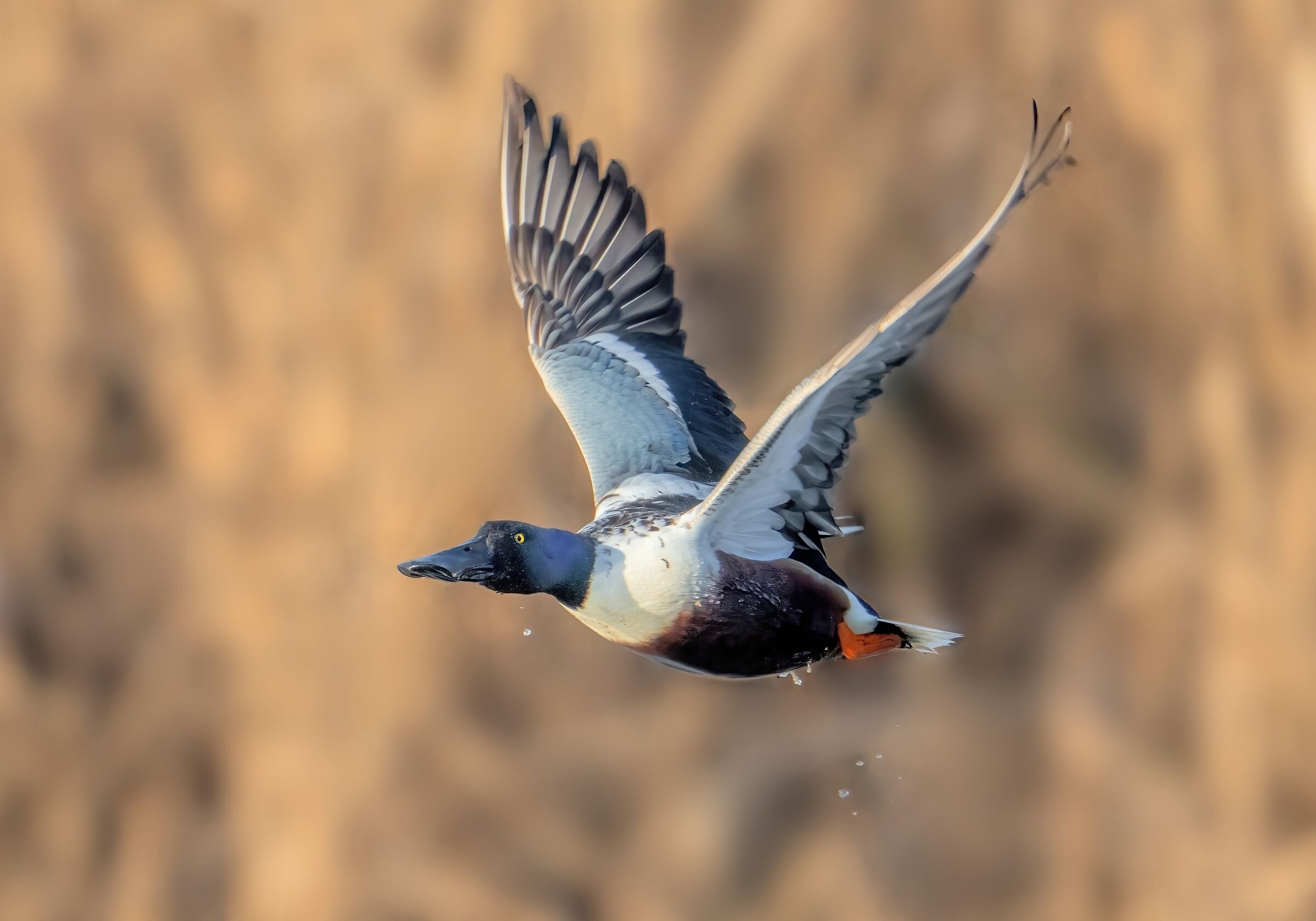 Mestolone (Spatula clypeata) m