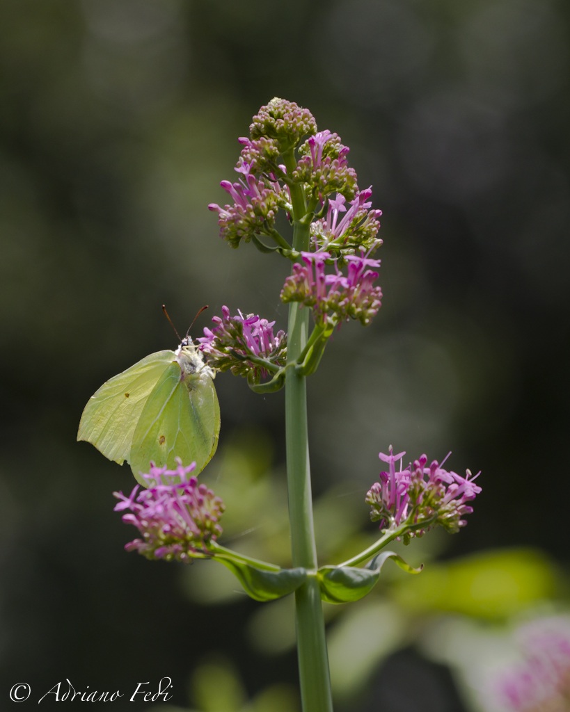 butterfly (I do not know the Latin names campaigns campaigns...
