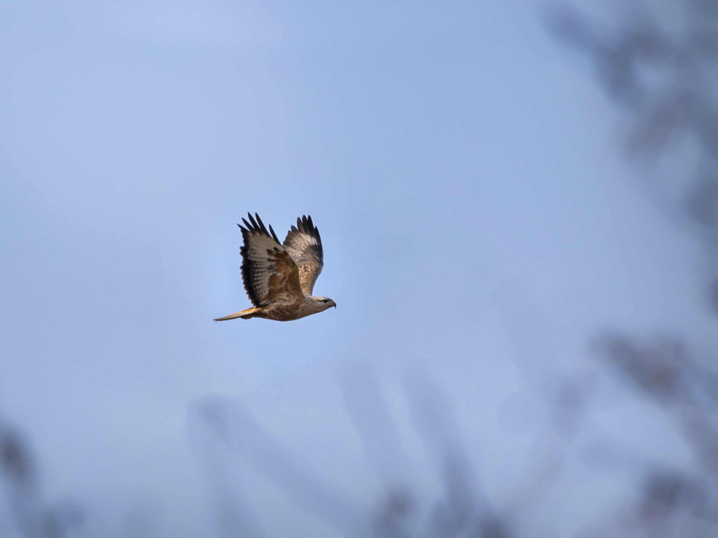 White-tailed buzzard