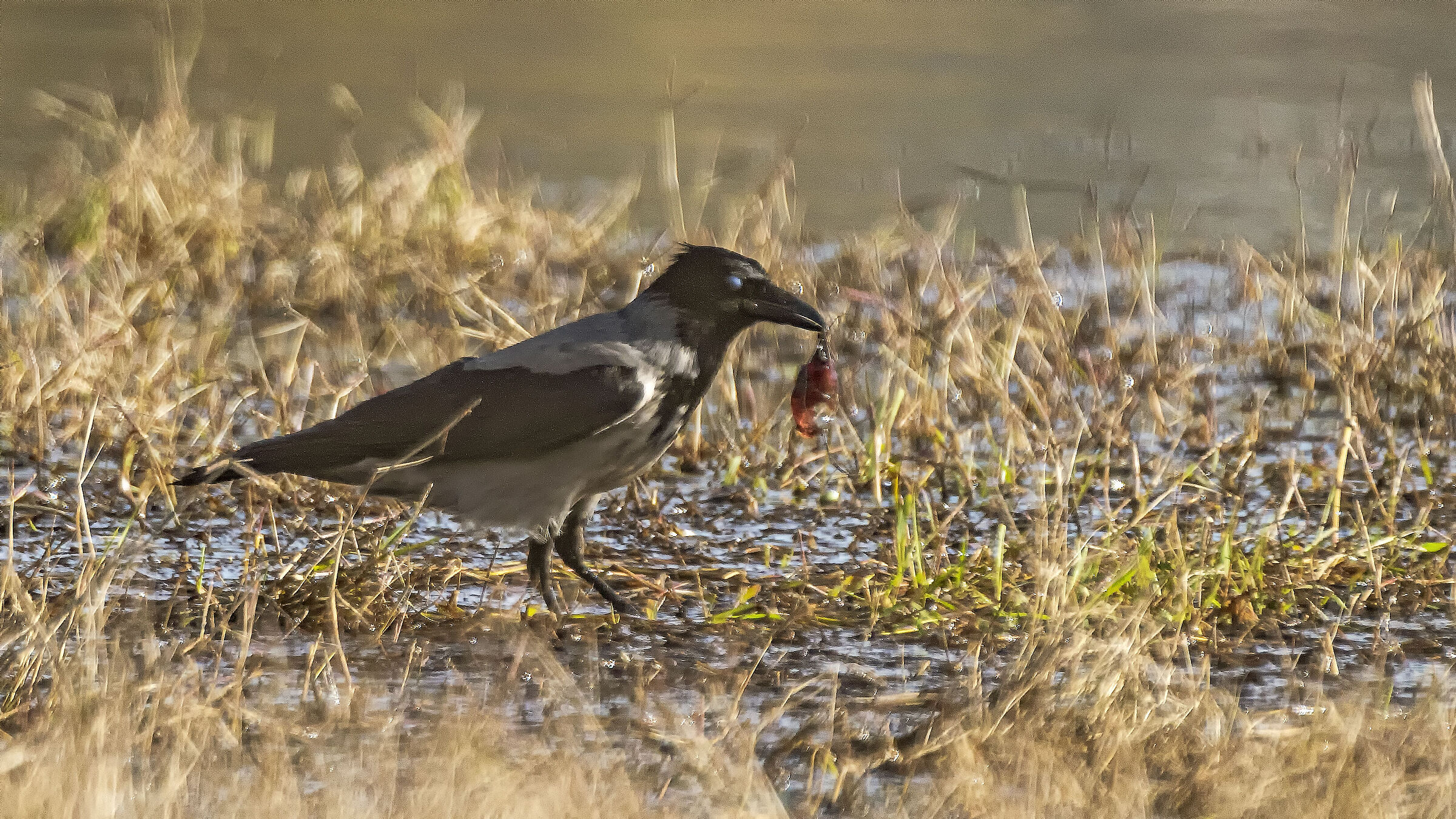 The strange prey of the Crow