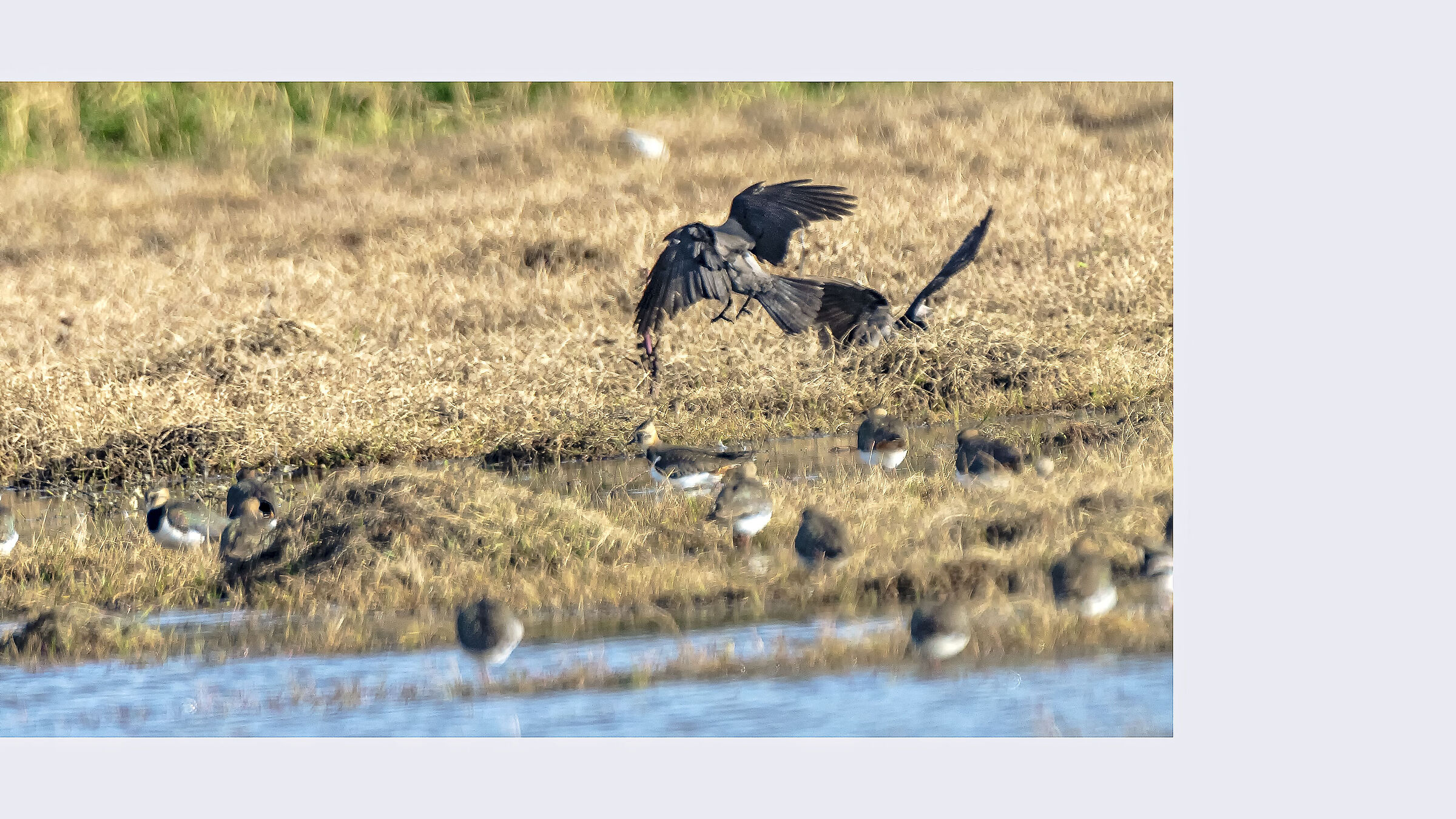 Lapwings on the other side