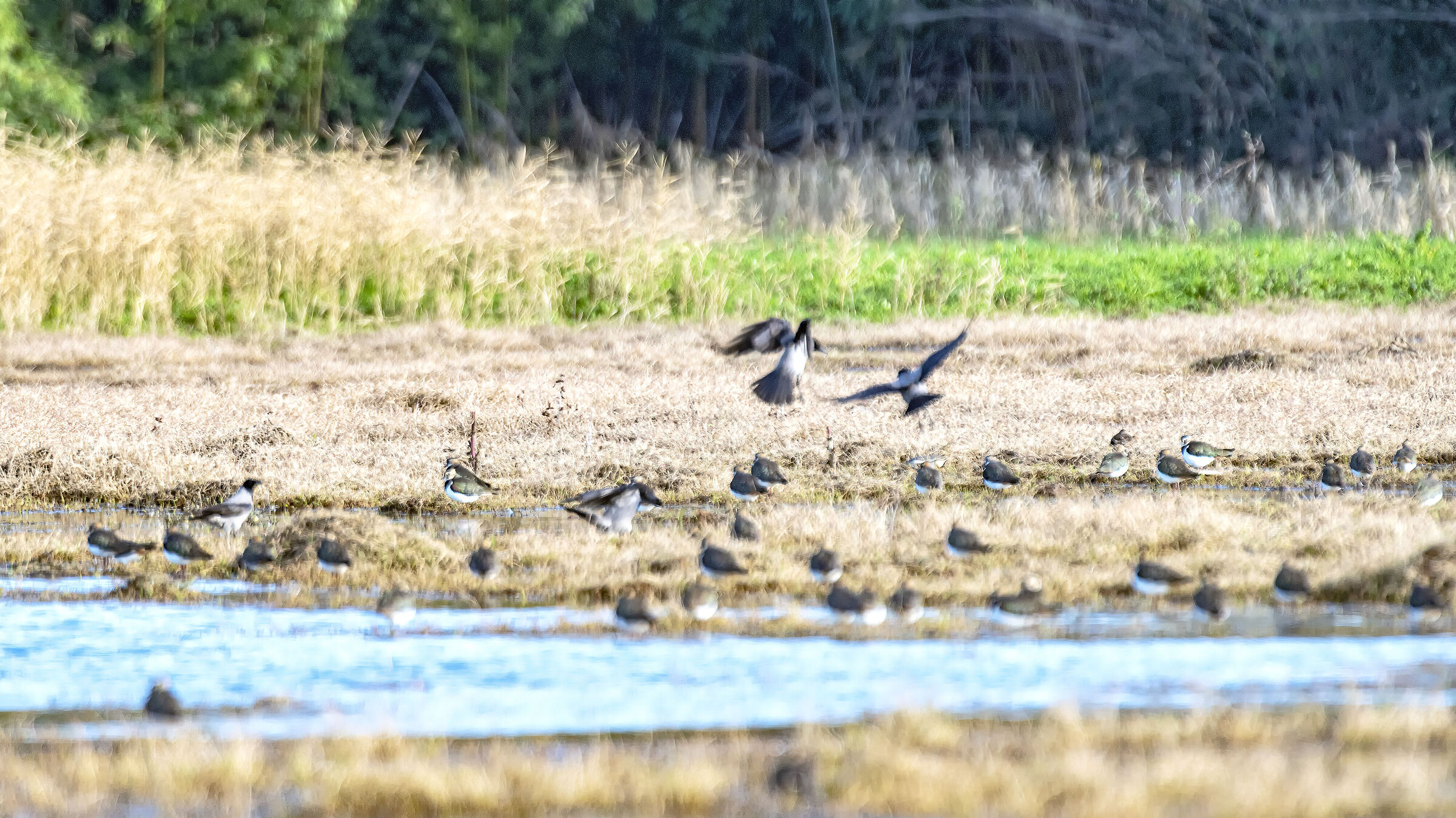 Lapwings - crop -