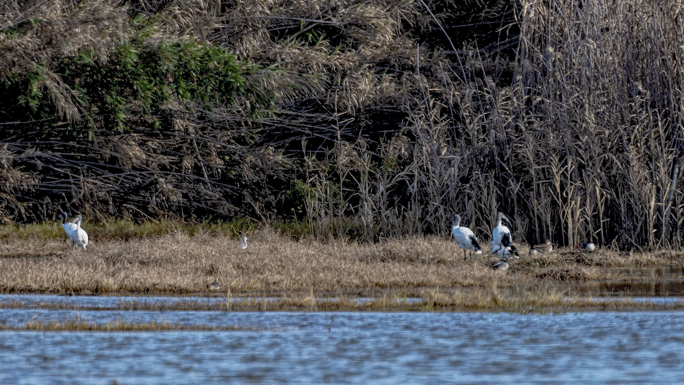 Sacred Ibis on the other side