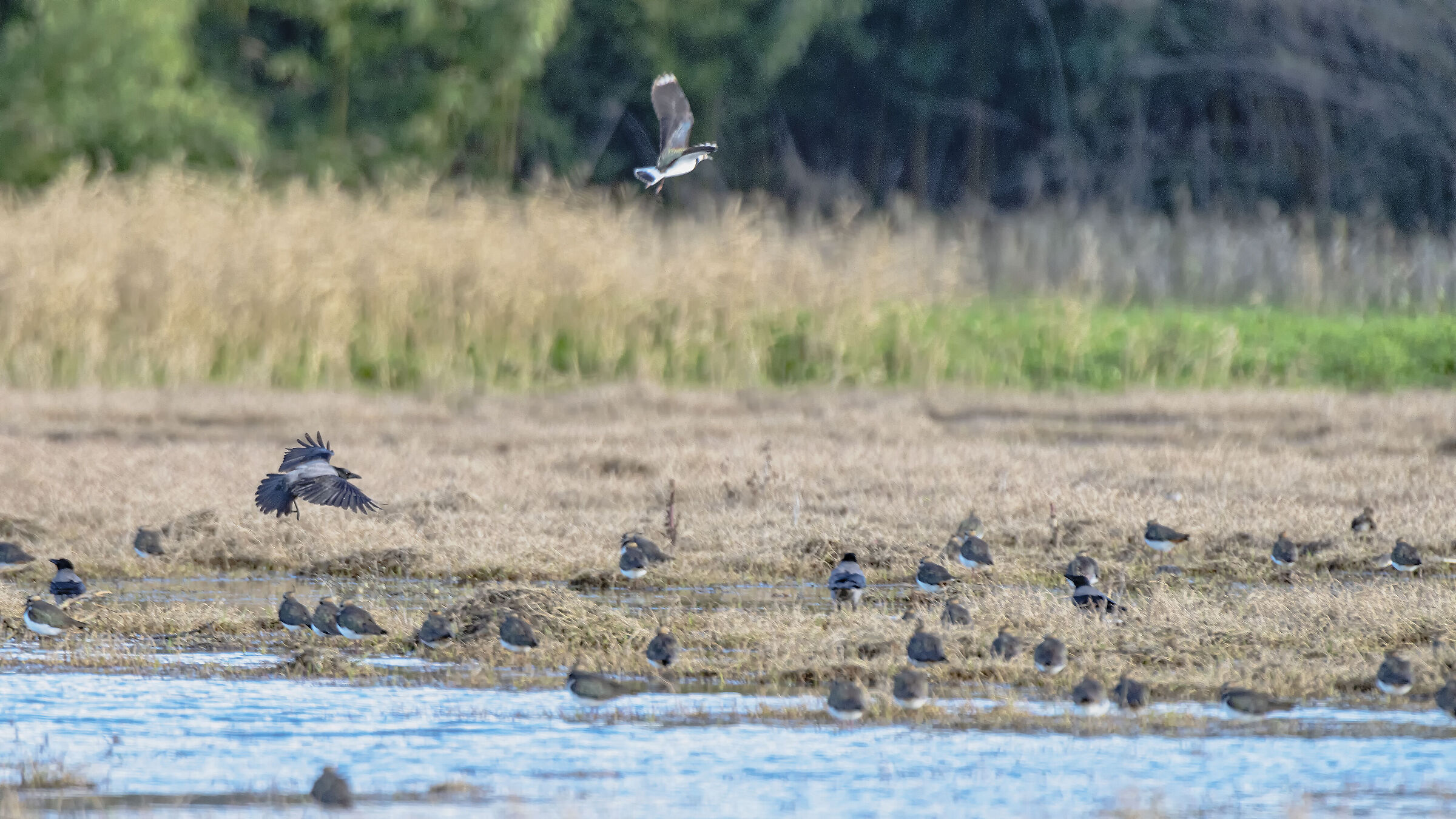 Lapwings on the opposite bank