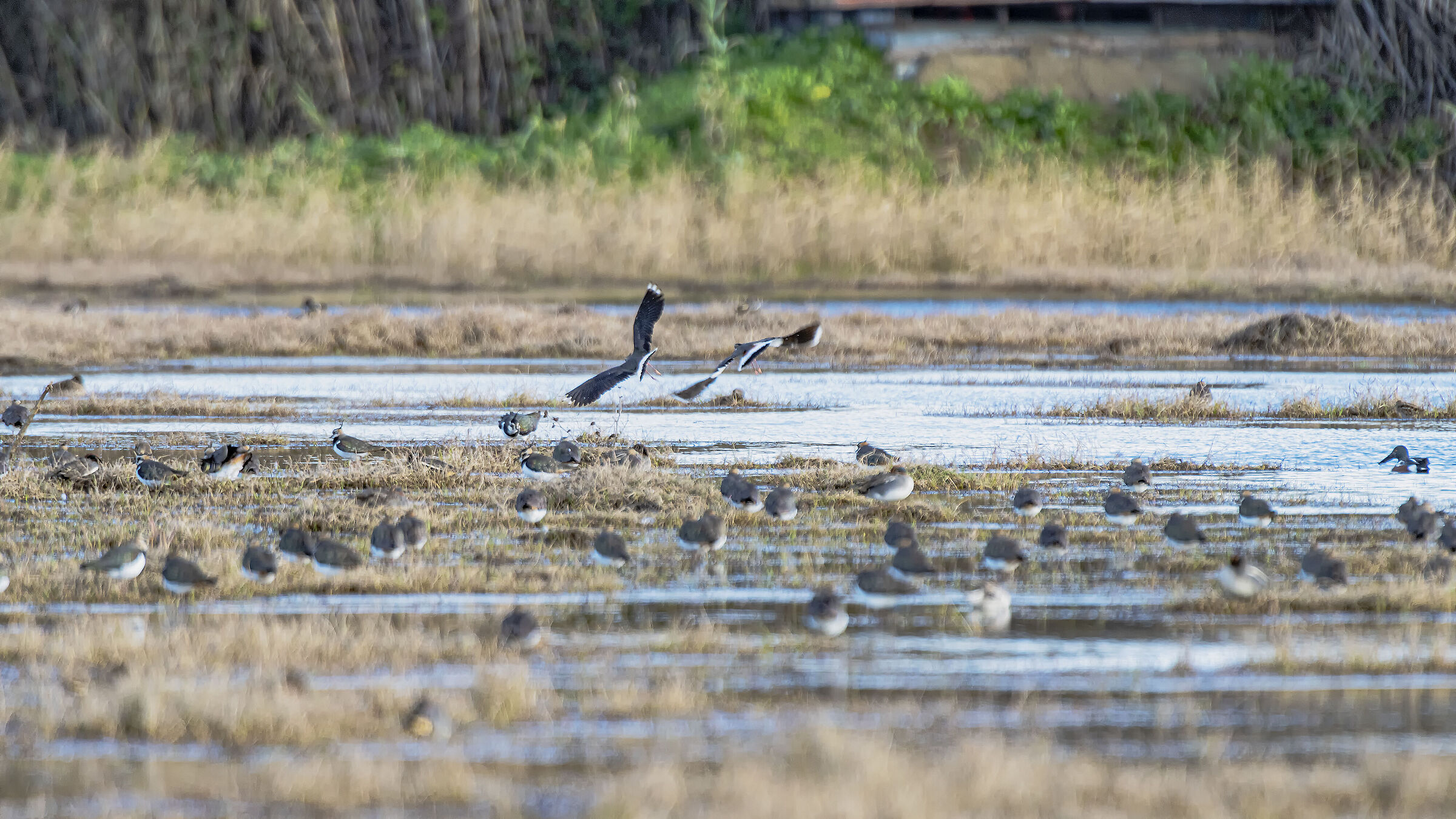 Lapwings on the other side