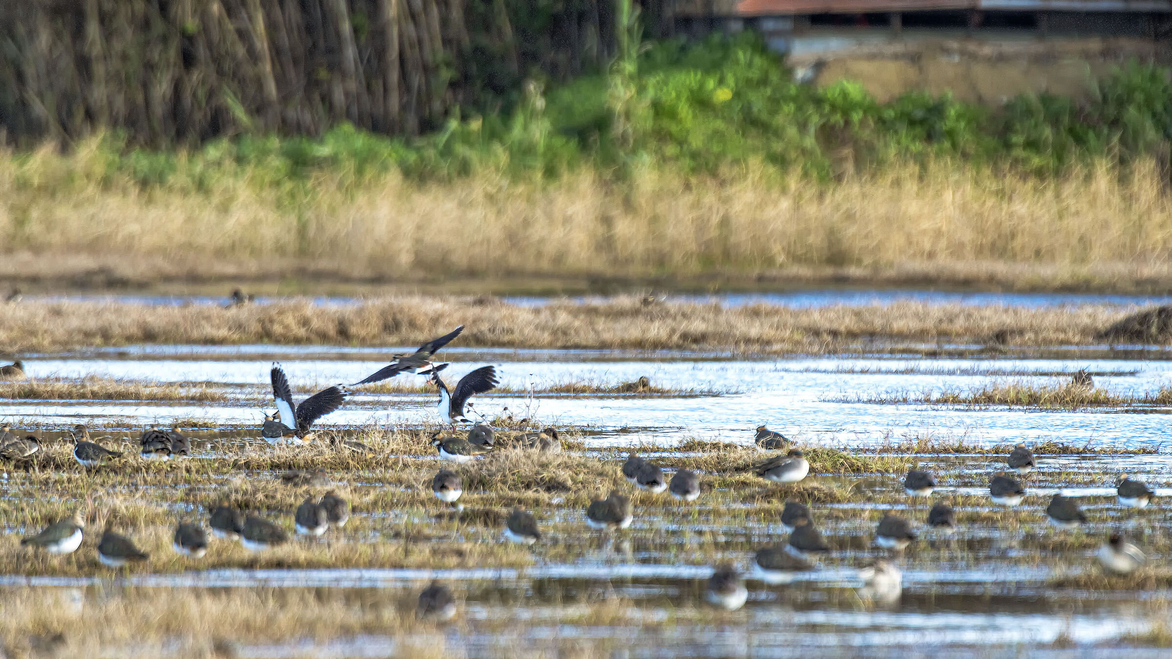 Lapwings - crop -