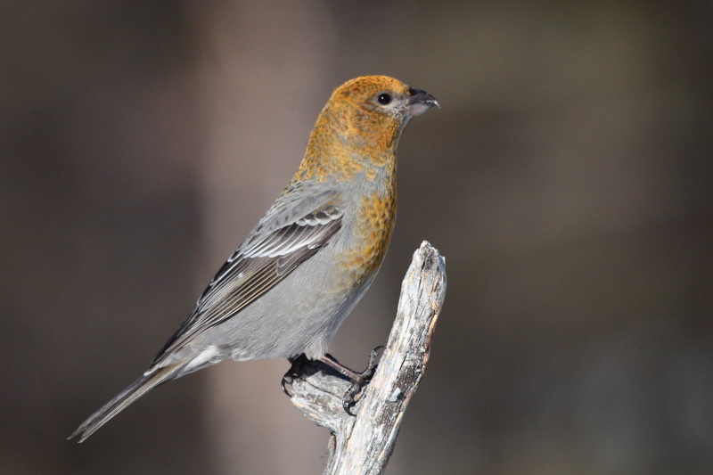Pine Grosbeak