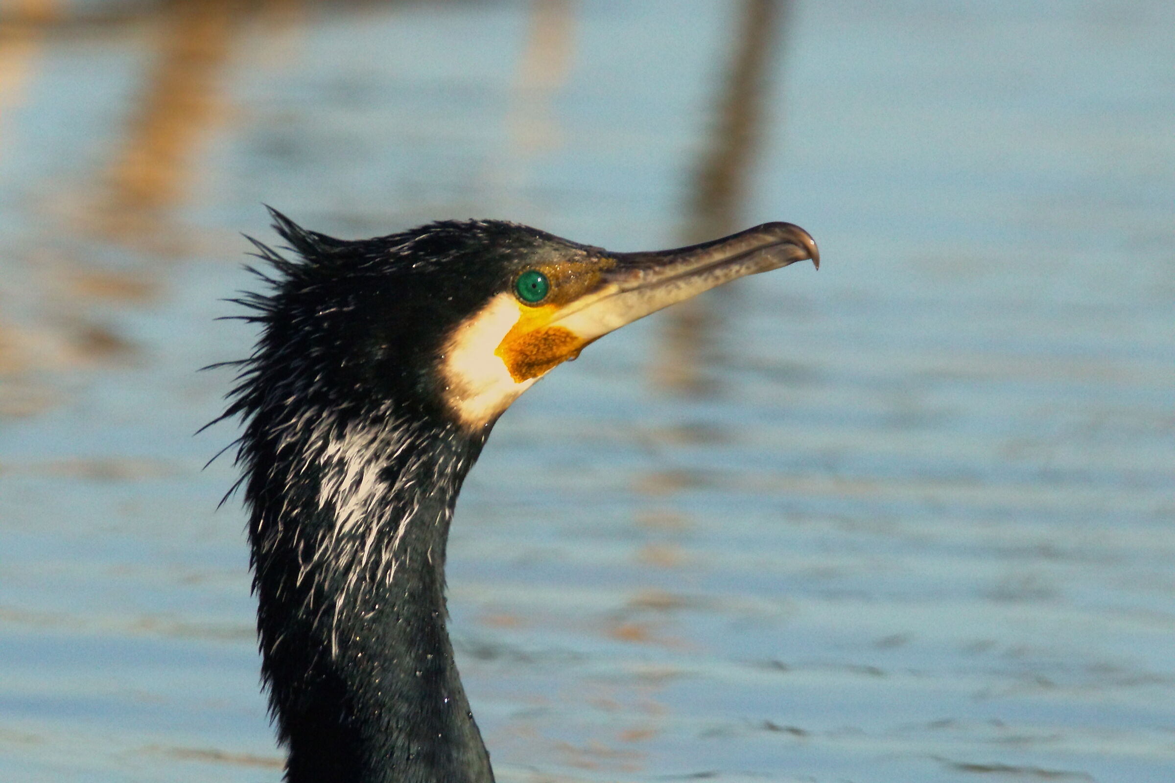 Ritratto di cormorano