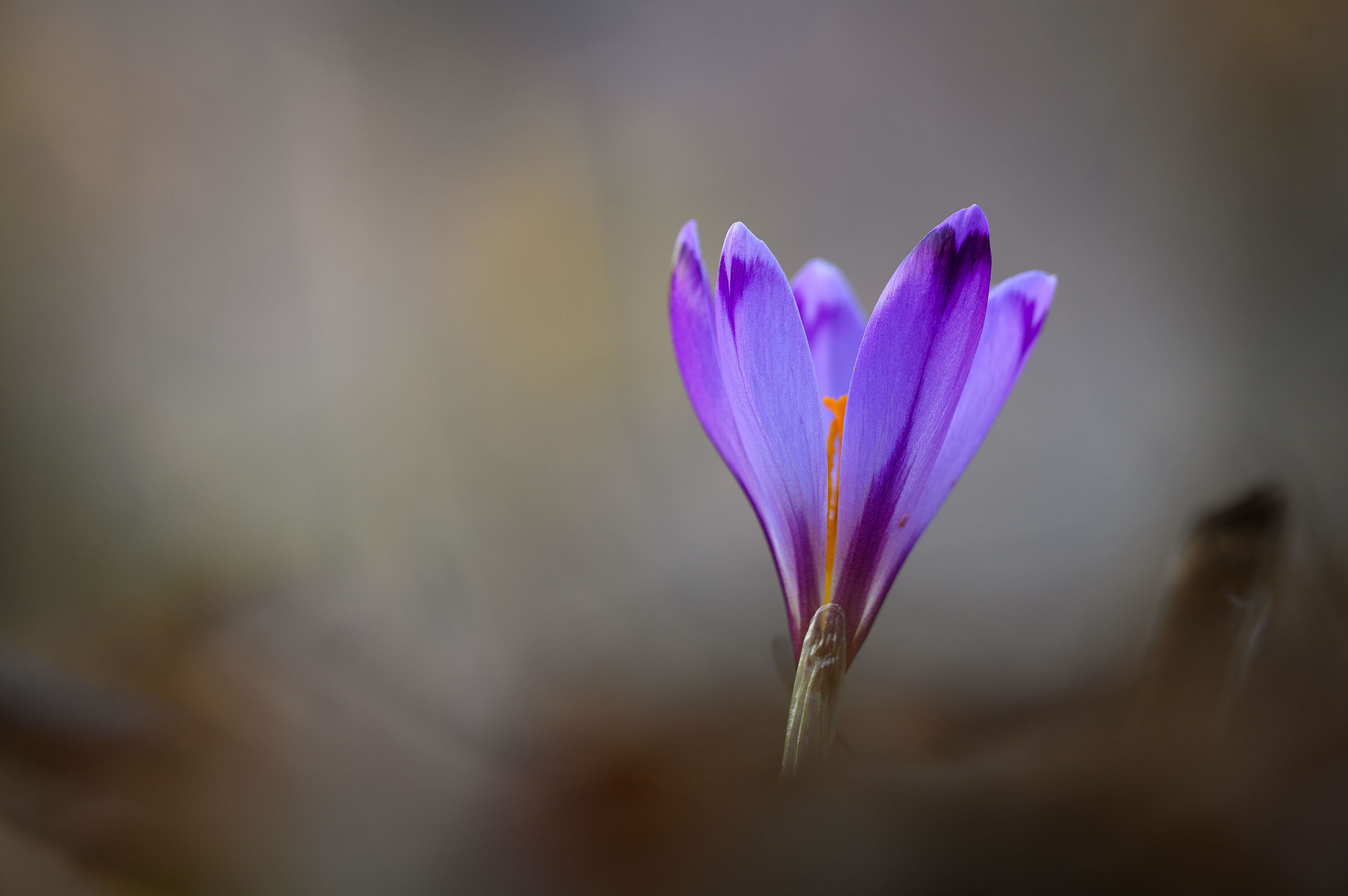 Crocus