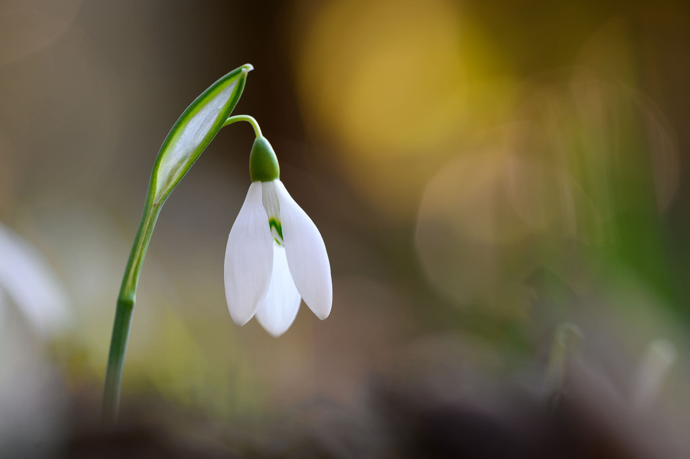 Snowdrop