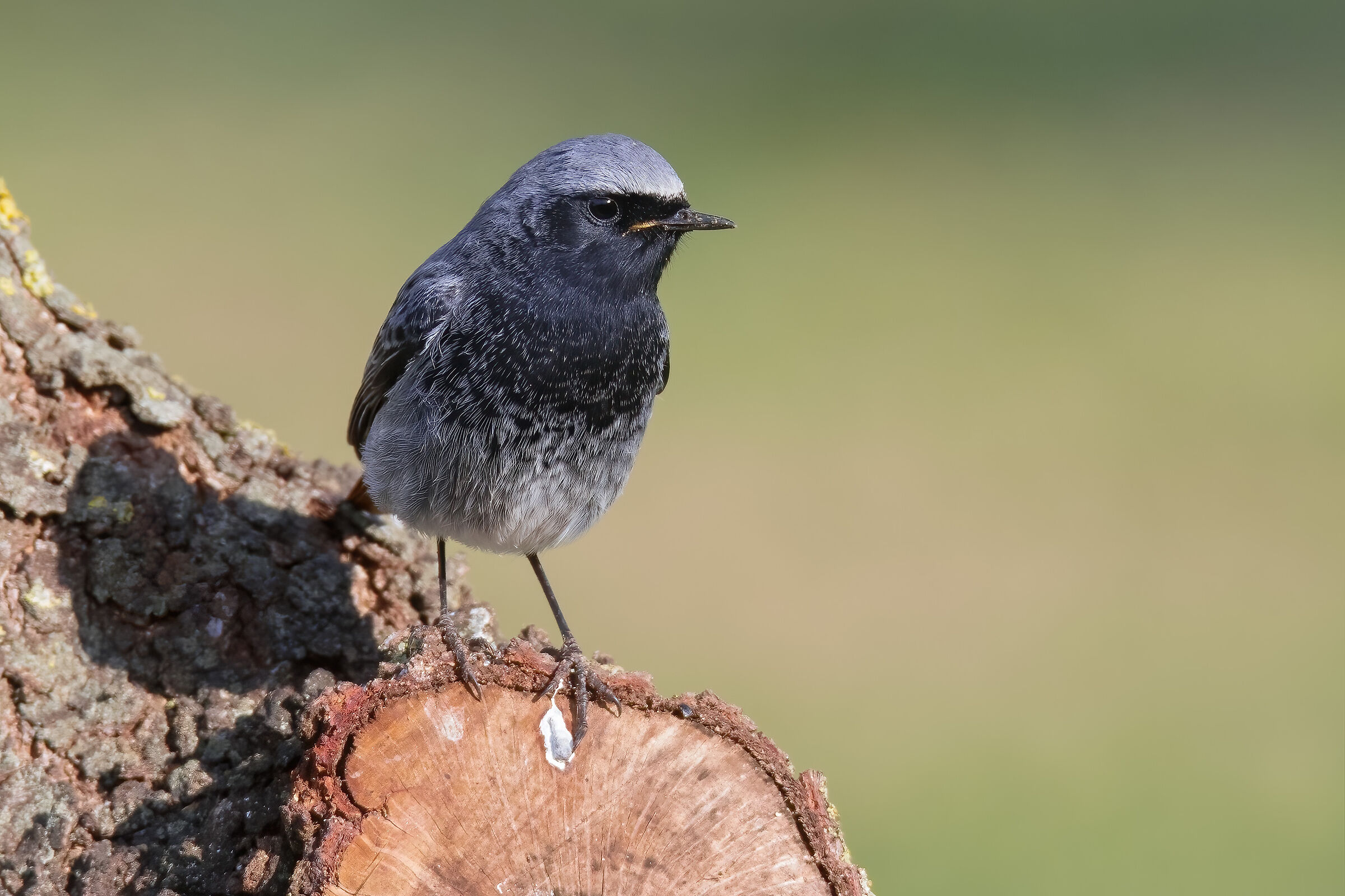 Redstart (Phoenicurus ochruros)